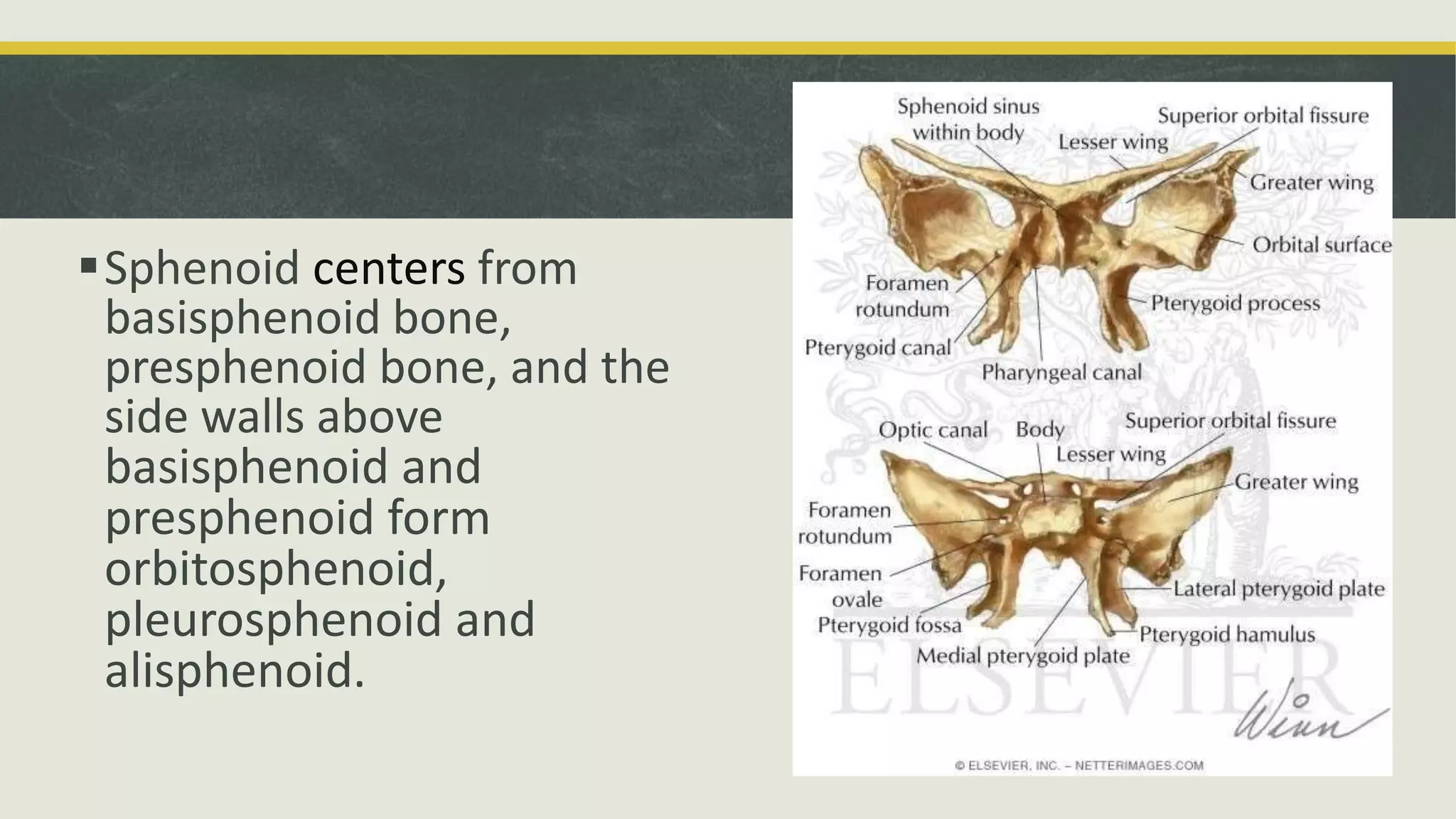 Sphenoid centers from
basisphenoid bone,
presphenoid bone, and the
side walls above
basisphenoid and
presphenoid form
orbitosphenoid,
pleurosphenoid and
alisphenoid.
 
