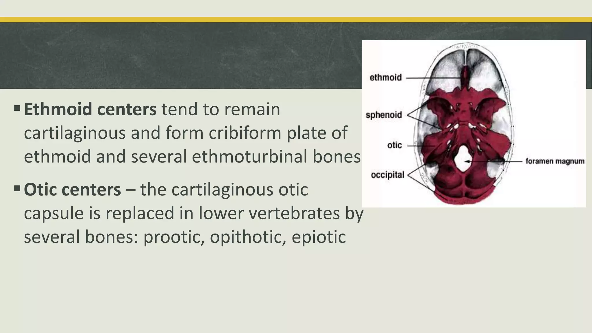 Ethmoid centers tend to remain
cartilaginous and form cribiform plate of
ethmoid and several ethmoturbinal bones
Otic centers – the cartilaginous otic
capsule is replaced in lower vertebrates by
several bones: prootic, opithotic, epiotic
 