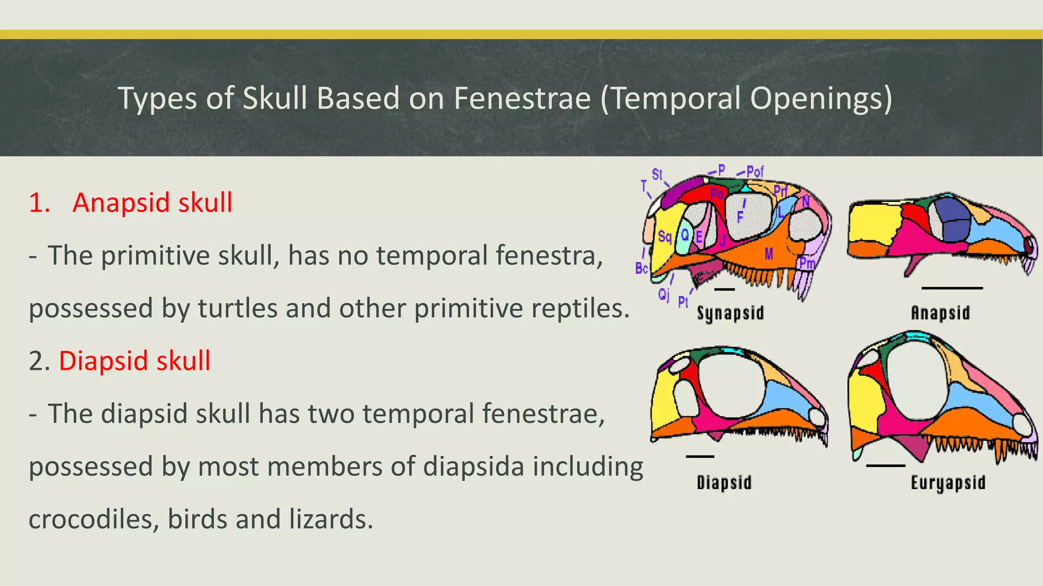 Types of Skull Based on Fenestrae (Temporal Openings)
1. Anapsid skull
- The primitive skull, has no temporal fenestra,
possessed by turtles and other primitive reptiles.
2. Diapsid skull
- The diapsid skull has two temporal fenestrae,
possessed by most members of diapsida including
crocodiles, birds and lizards.
 