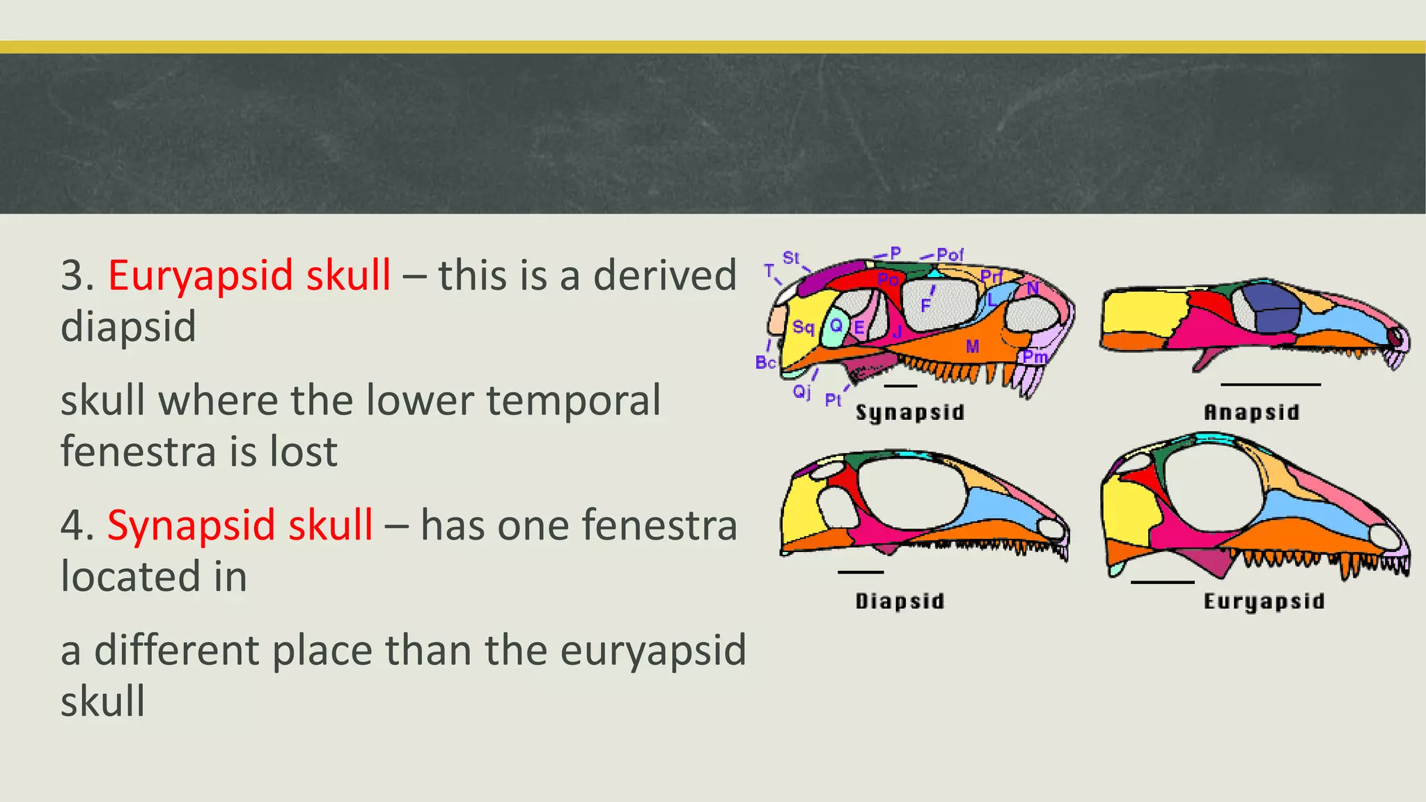 3. Euryapsid skull – this is a derived
diapsid
skull where the lower temporal
fenestra is lost
4. Synapsid skull – has one fenestra
located in
a different place than the euryapsid
skull
 