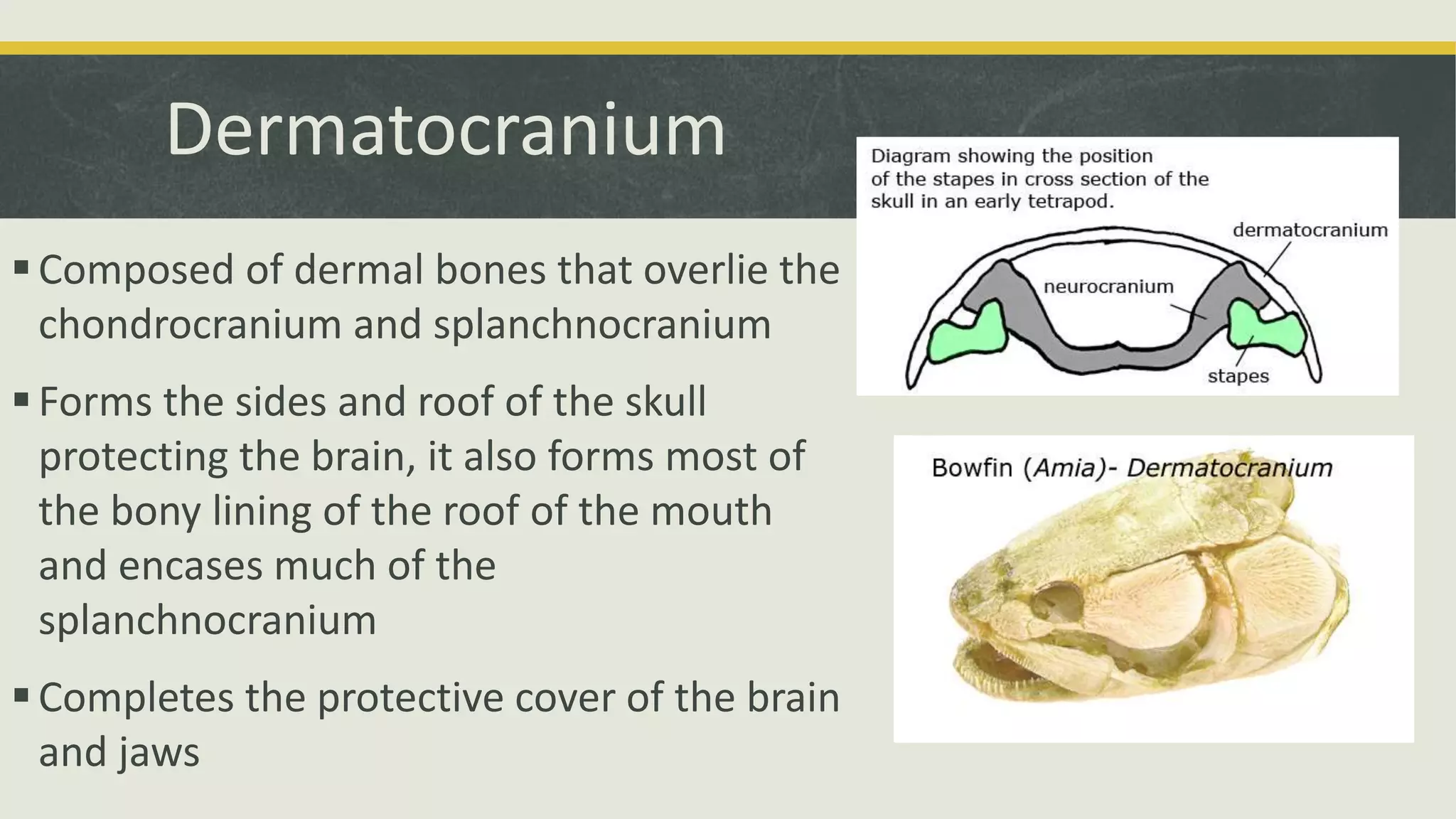 Dermatocranium
Composed of dermal bones that overlie the
chondrocranium and splanchnocranium
Forms the sides and roof of the skull
protecting the brain, it also forms most of
the bony lining of the roof of the mouth
and encases much of the
splanchnocranium
Completes the protective cover of the brain
and jaws
 