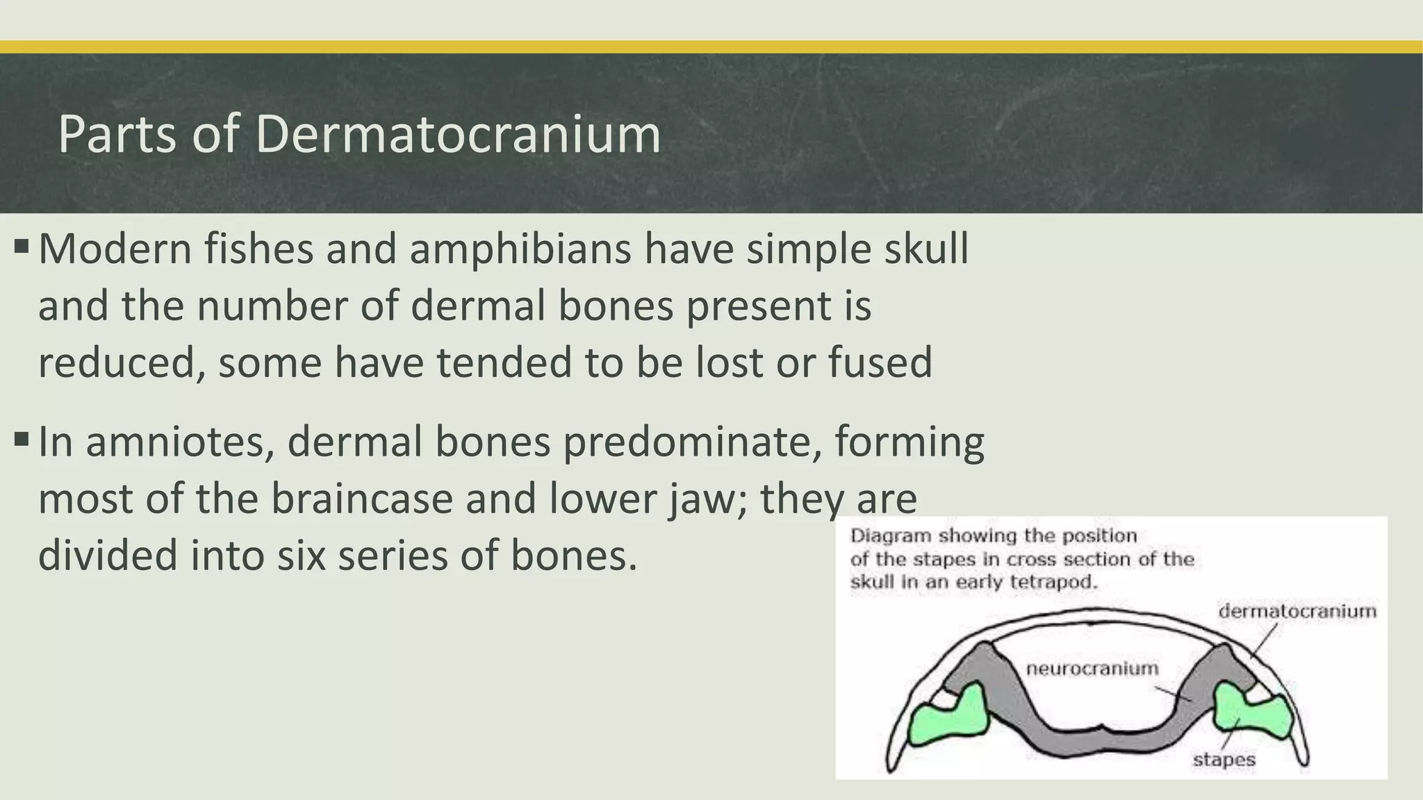 Parts of Dermatocranium
Modern fishes and amphibians have simple skull
and the number of dermal bones present is
reduced, some have tended to be lost or fused
In amniotes, dermal bones predominate, forming
most of the braincase and lower jaw; they are
divided into six series of bones.
 