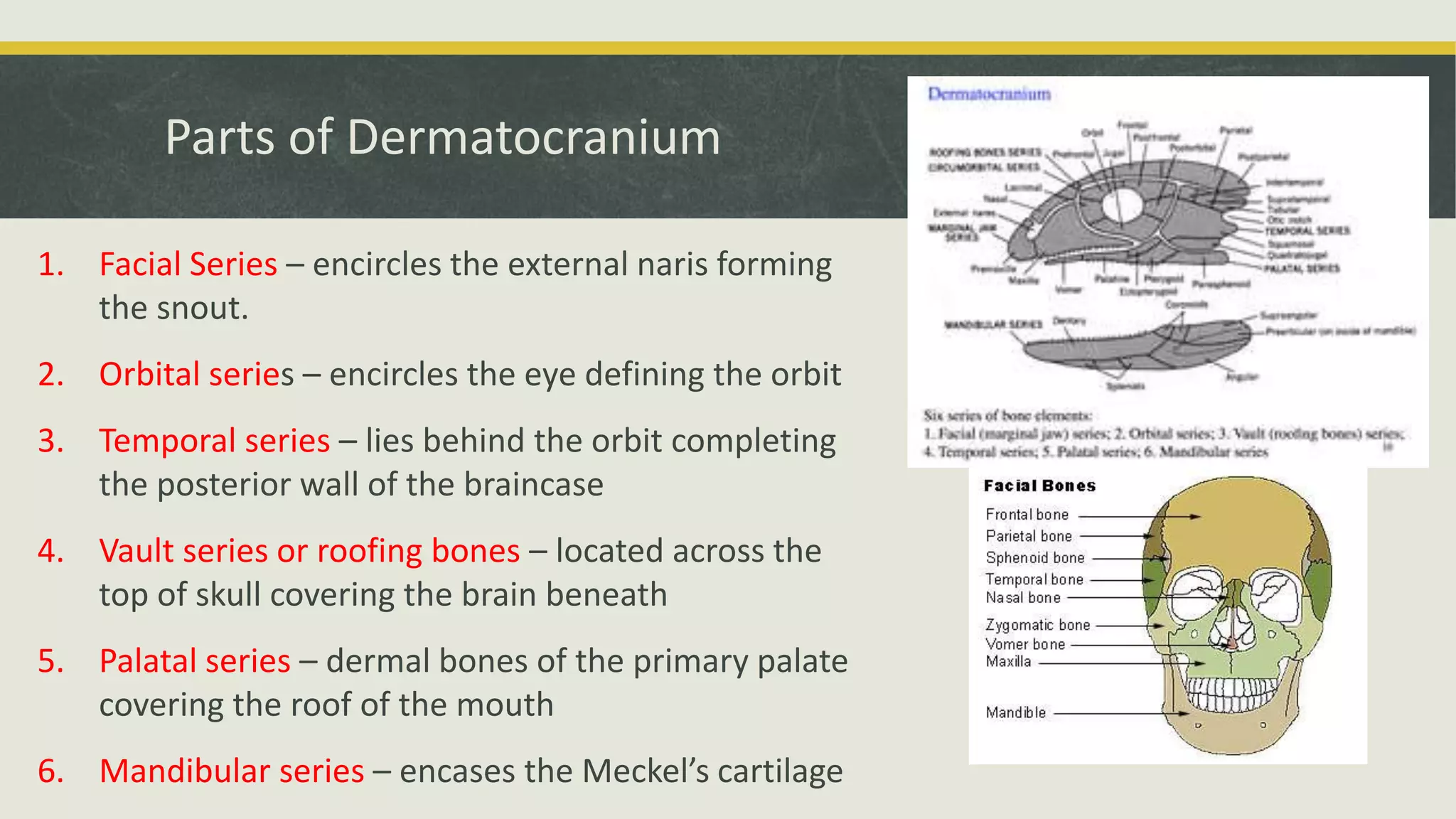 Parts of Dermatocranium
1. Facial Series – encircles the external naris forming
the snout.
2. Orbital series – encircles the eye defining the orbit
3. Temporal series – lies behind the orbit completing
the posterior wall of the braincase
4. Vault series or roofing bones – located across the
top of skull covering the brain beneath
5. Palatal series – dermal bones of the primary palate
covering the roof of the mouth
6. Mandibular series – encases the Meckel’s cartilage
 