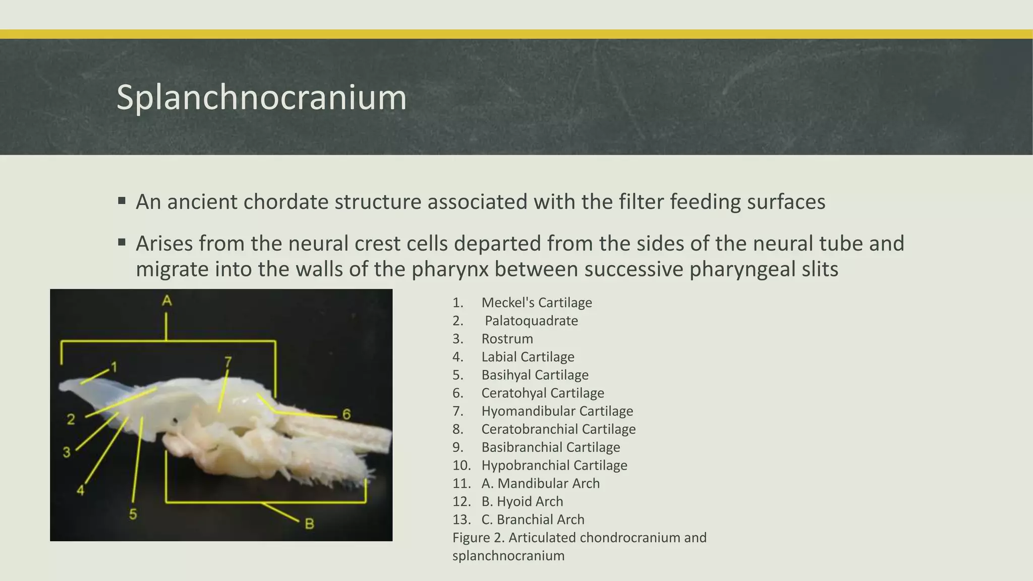 Splanchnocranium
 An ancient chordate structure associated with the filter feeding surfaces
 Arises from the neural crest cells departed from the sides of the neural tube and
migrate into the walls of the pharynx between successive pharyngeal slits
1. Meckel's Cartilage
2. Palatoquadrate
3. Rostrum
4. Labial Cartilage
5. Basihyal Cartilage
6. Ceratohyal Cartilage
7. Hyomandibular Cartilage
8. Ceratobranchial Cartilage
9. Basibranchial Cartilage
10. Hypobranchial Cartilage
11. A. Mandibular Arch
12. B. Hyoid Arch
13. C. Branchial Arch
Figure 2. Articulated chondrocranium and
splanchnocranium
 