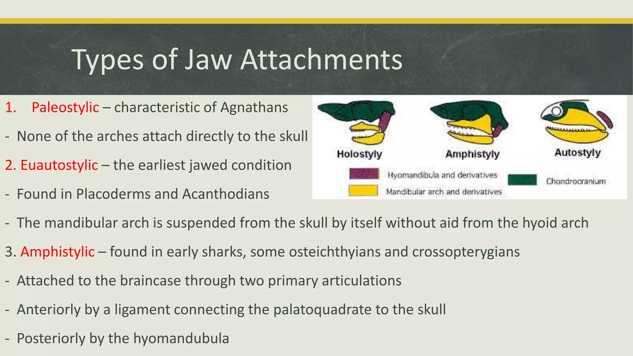 Types of Jaw Attachments
1. Paleostylic – characteristic of Agnathans
- None of the arches attach directly to the skull
2. Euautostylic – the earliest jawed condition
- Found in Placoderms and Acanthodians
- The mandibular arch is suspended from the skull by itself without aid from the hyoid arch
3. Amphistylic – found in early sharks, some osteichthyians and crossopterygians
- Attached to the braincase through two primary articulations
- Anteriorly by a ligament connecting the palatoquadrate to the skull
- Posteriorly by the hyomandubula
 