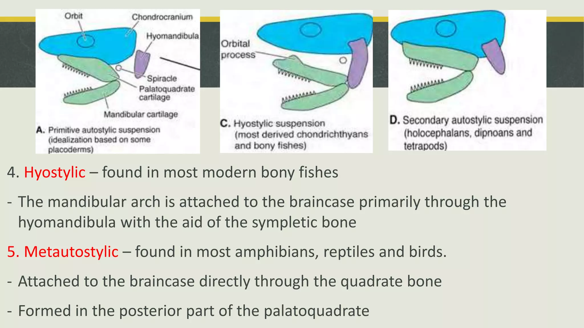4. Hyostylic – found in most modern bony fishes
- The mandibular arch is attached to the braincase primarily through the
hyomandibula with the aid of the sympletic bone
5. Metautostylic – found in most amphibians, reptiles and birds.
- Attached to the braincase directly through the quadrate bone
- Formed in the posterior part of the palatoquadrate
 