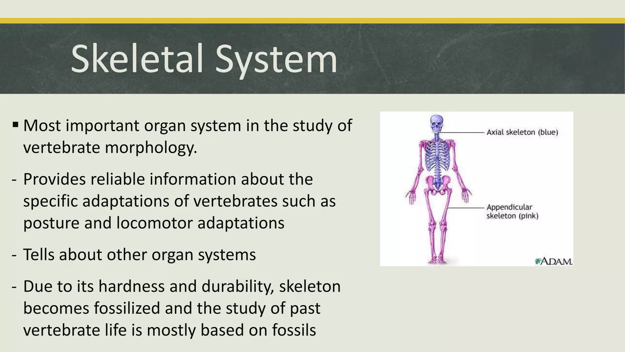 Skeletal System
 Most important organ system in the study of
vertebrate morphology.
- Provides reliable information about the
specific adaptations of vertebrates such as
posture and locomotor adaptations
- Tells about other organ systems
- Due to its hardness and durability, skeleton
becomes fossilized and the study of past
vertebrate life is mostly based on fossils
 