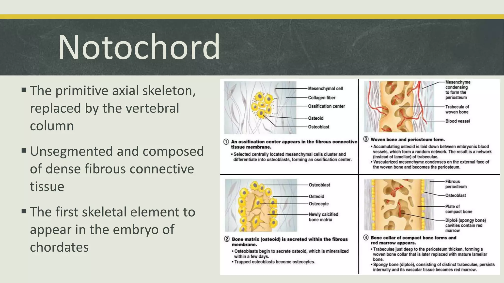 Notochord
 The primitive axial skeleton,
replaced by the vertebral
column
 Unsegmented and composed
of dense fibrous connective
tissue
 The first skeletal element to
appear in the embryo of
chordates
 