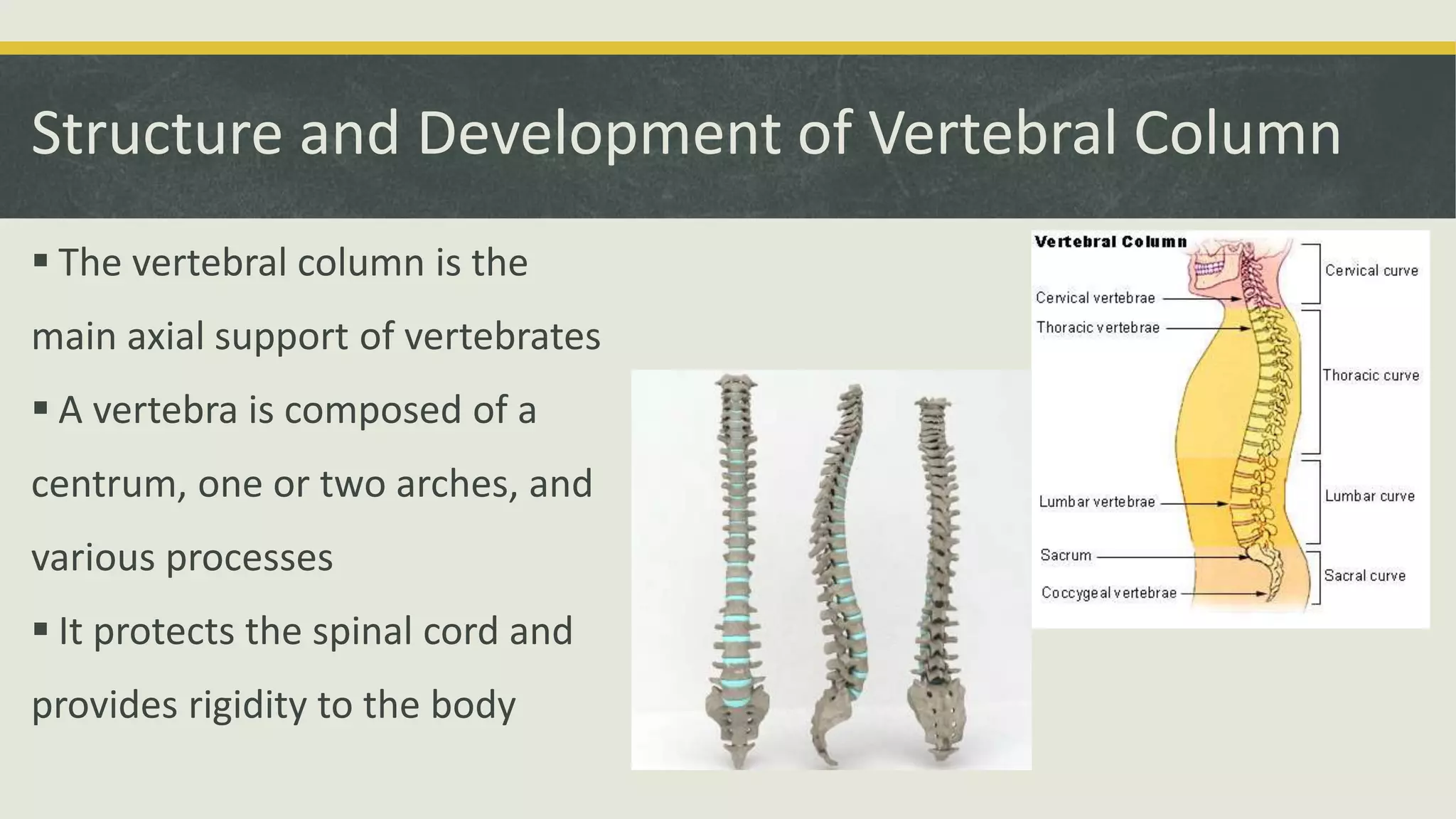 Structure and Development of Vertebral Column
 The vertebral column is the
main axial support of vertebrates
 A vertebra is composed of a
centrum, one or two arches, and
various processes
 It protects the spinal cord and
provides rigidity to the body
 