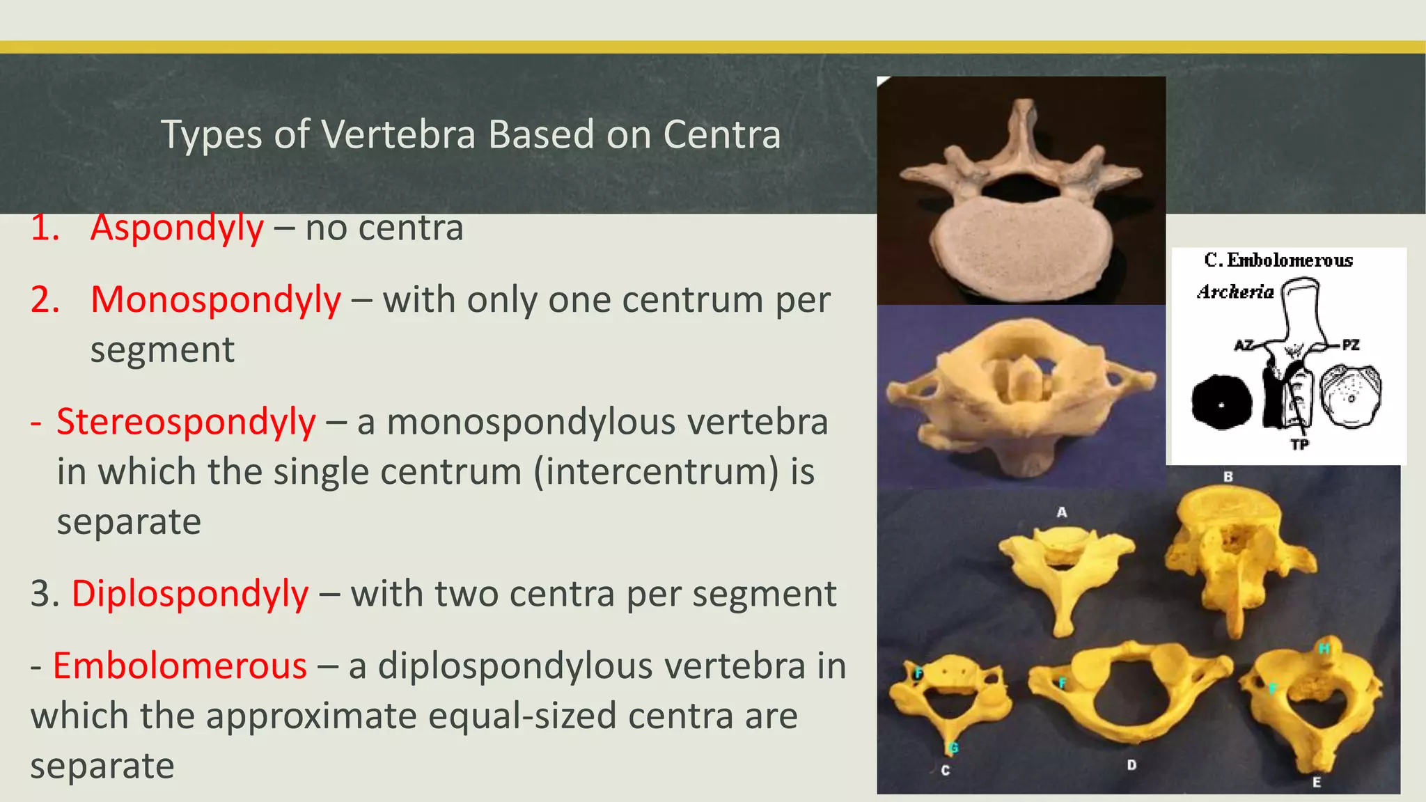 Types of Vertebra Based on Centra
1. Aspondyly – no centra
2. Monospondyly – with only one centrum per
segment
- Stereospondyly – a monospondylous vertebra
in which the single centrum (intercentrum) is
separate
3. Diplospondyly – with two centra per segment
- Embolomerous – a diplospondylous vertebra in
which the approximate equal-sized centra are
separate
No centra
 