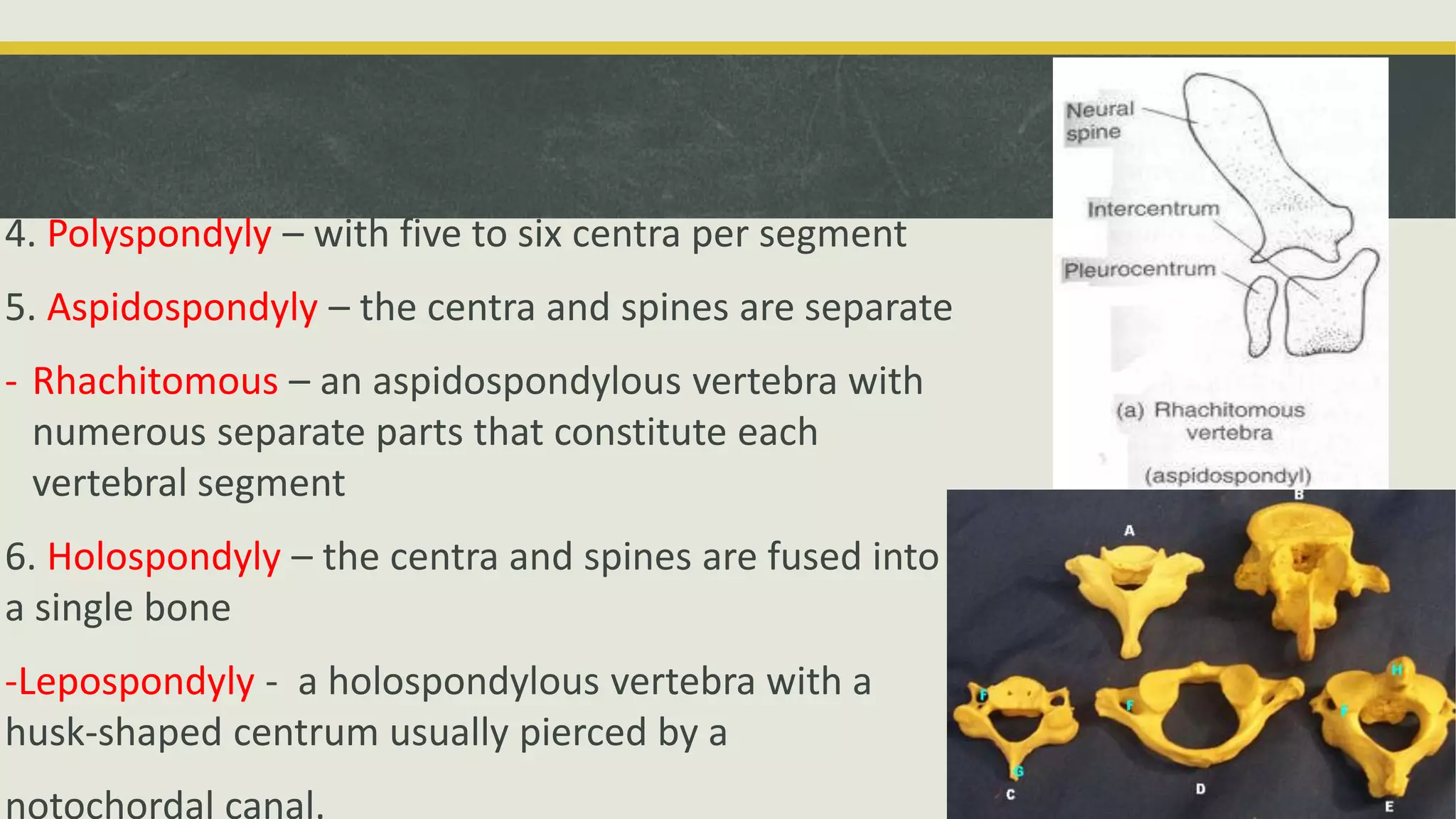 4. Polyspondyly – with five to six centra per segment
5. Aspidospondyly – the centra and spines are separate
- Rhachitomous – an aspidospondylous vertebra with
numerous separate parts that constitute each
vertebral segment
6. Holospondyly – the centra and spines are fused into
a single bone
-Lepospondyly - a holospondylous vertebra with a
husk-shaped centrum usually pierced by a
notochordal canal.
 