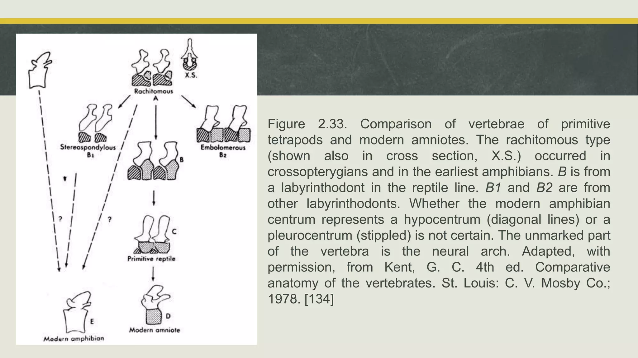 Figure 2.33. Comparison of vertebrae of primitive
tetrapods and modern amniotes. The rachitomous type
(shown also in cross section, X.S.) occurred in
crossopterygians and in the earliest amphibians. B is from
a labyrinthodont in the reptile line. B1 and B2 are from
other labyrinthodonts. Whether the modern amphibian
centrum represents a hypocentrum (diagonal lines) or a
pleurocentrum (stippled) is not certain. The unmarked part
of the vertebra is the neural arch. Adapted, with
permission, from Kent, G. C. 4th ed. Comparative
anatomy of the vertebrates. St. Louis: C. V. Mosby Co.;
1978. [134]
 