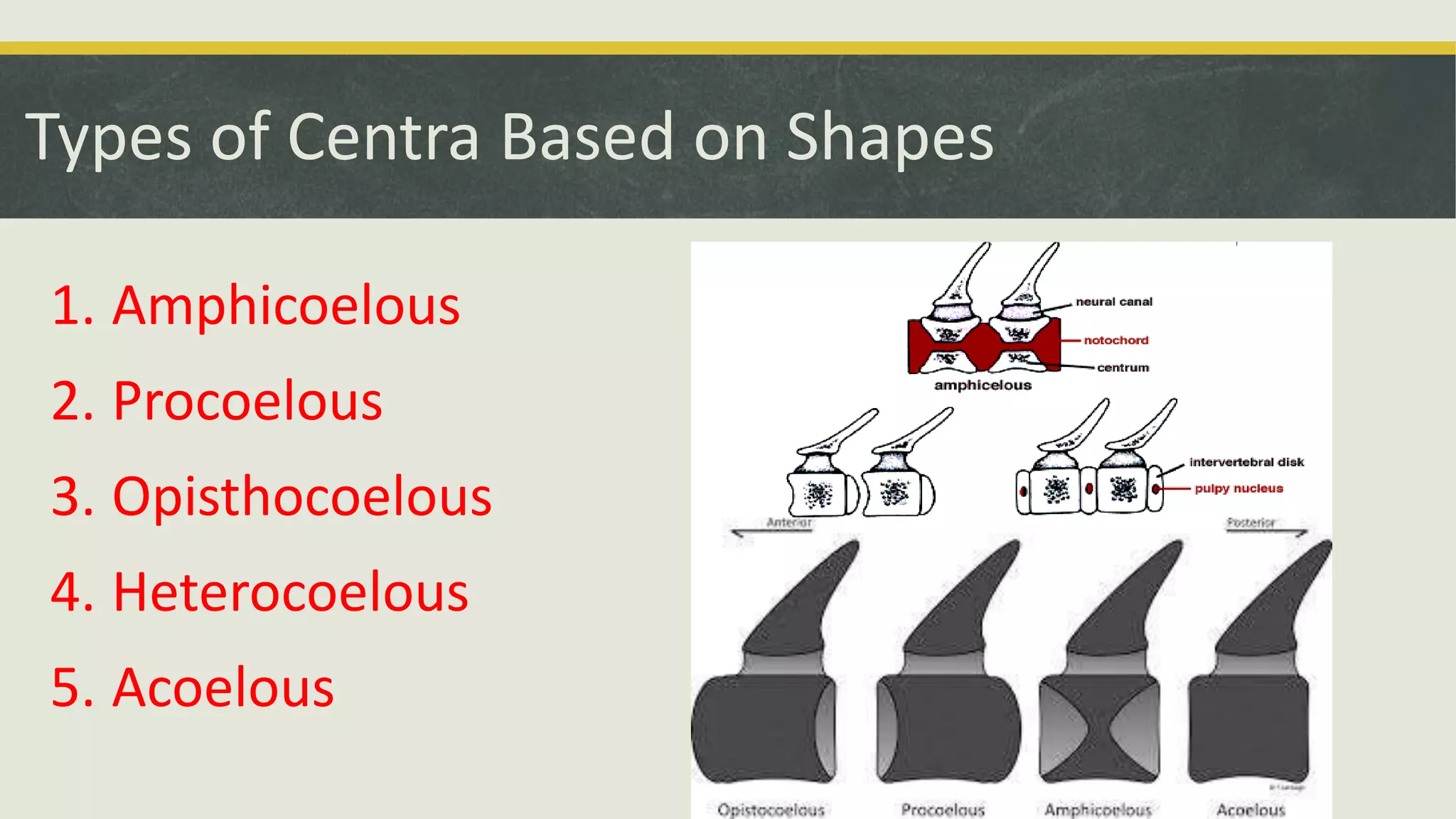 Types of Centra Based on Shapes
1. Amphicoelous
2. Procoelous
3. Opisthocoelous
4. Heterocoelous
5. Acoelous
 