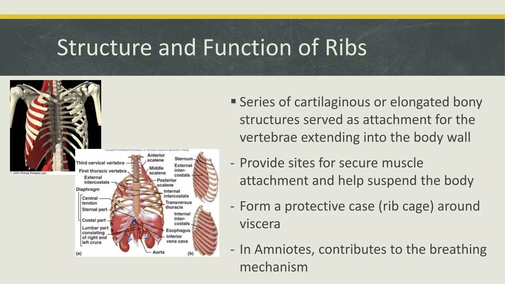 Structure and Function of Ribs
 Series of cartilaginous or elongated bony
structures served as attachment for the
vertebrae extending into the body wall
- Provide sites for secure muscle
attachment and help suspend the body
- Form a protective case (rib cage) around
viscera
- In Amniotes, contributes to the breathing
mechanism
 