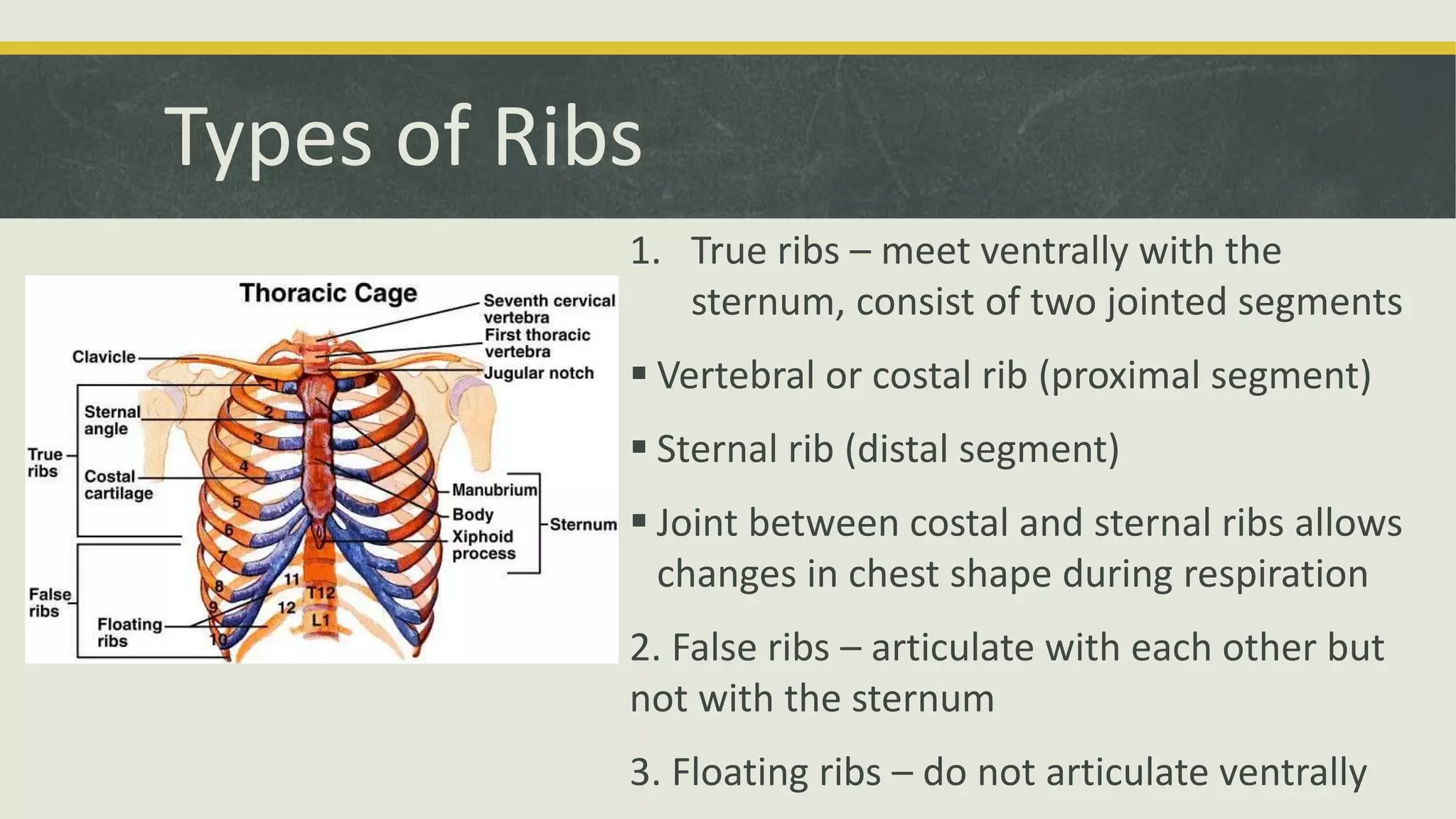 Types of Ribs
1. True ribs – meet ventrally with the
sternum, consist of two jointed segments
 Vertebral or costal rib (proximal segment)
 Sternal rib (distal segment)
 Joint between costal and sternal ribs allows
changes in chest shape during respiration
2. False ribs – articulate with each other but
not with the sternum
3. Floating ribs – do not articulate ventrally
 