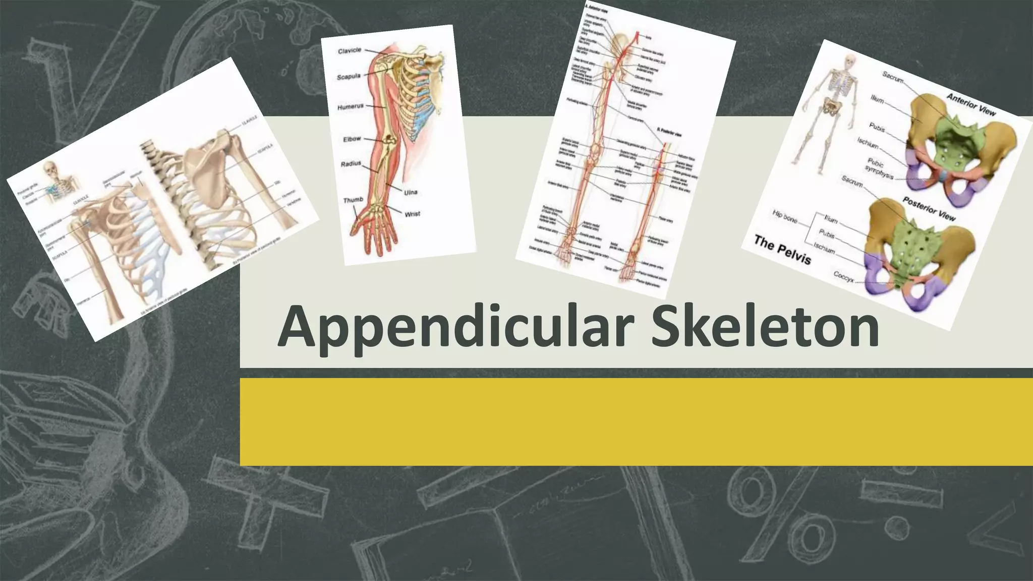 Appendicular Skeleton
 