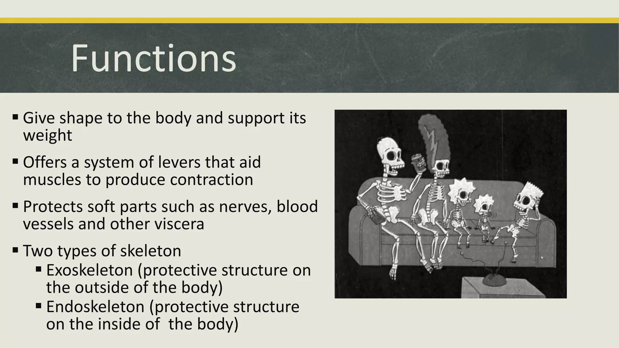 Functions
 Give shape to the body and support its
weight
 Offers a system of levers that aid
muscles to produce contraction
 Protects soft parts such as nerves, blood
vessels and other viscera
 Two types of skeleton
 Exoskeleton (protective structure on
the outside of the body)
 Endoskeleton (protective structure
on the inside of the body)
 