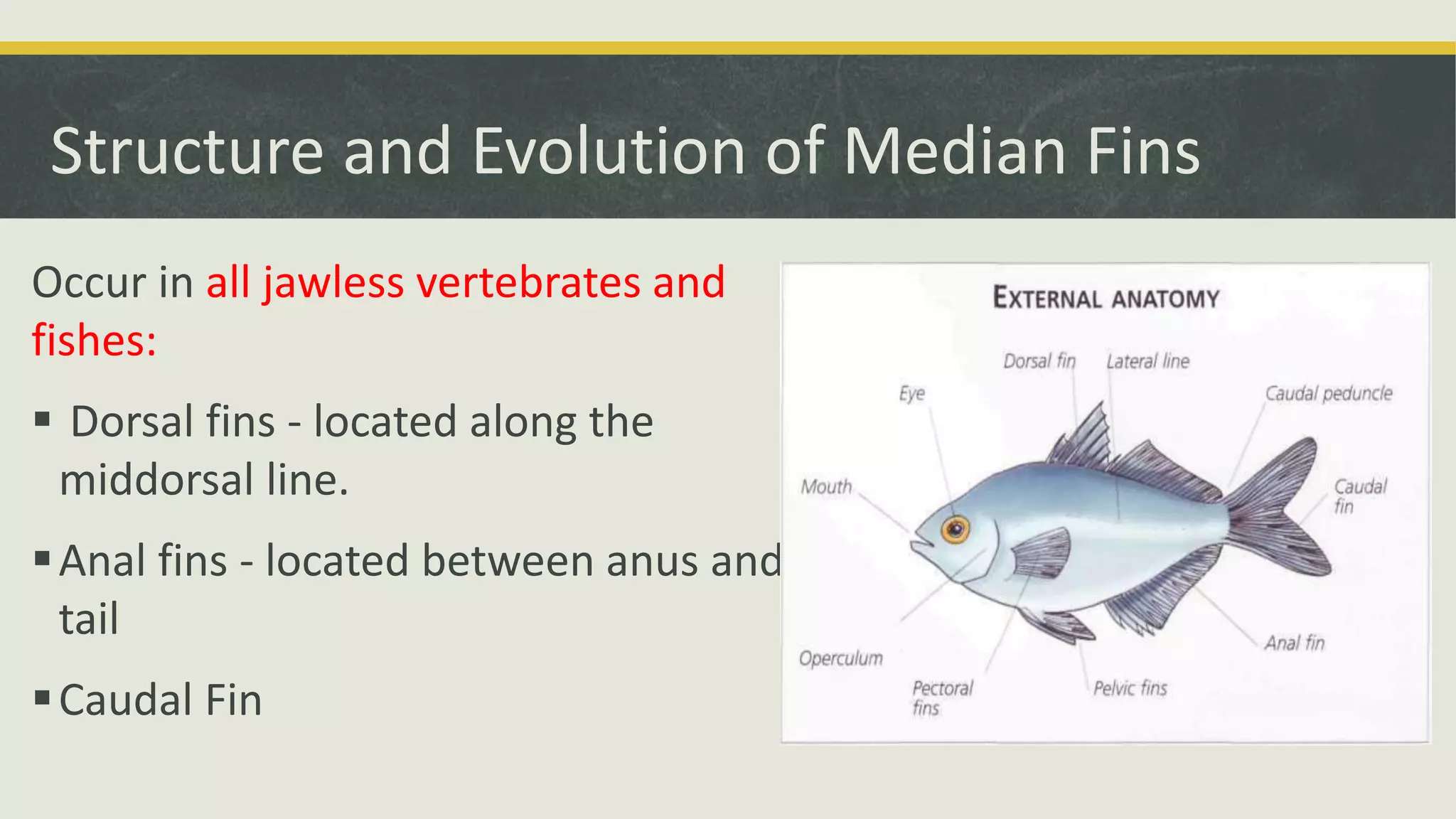 Structure and Evolution of Median Fins
Occur in all jawless vertebrates and
fishes:
 Dorsal fins - located along the
middorsal line.
Anal fins - located between anus and
tail
Caudal Fin
 