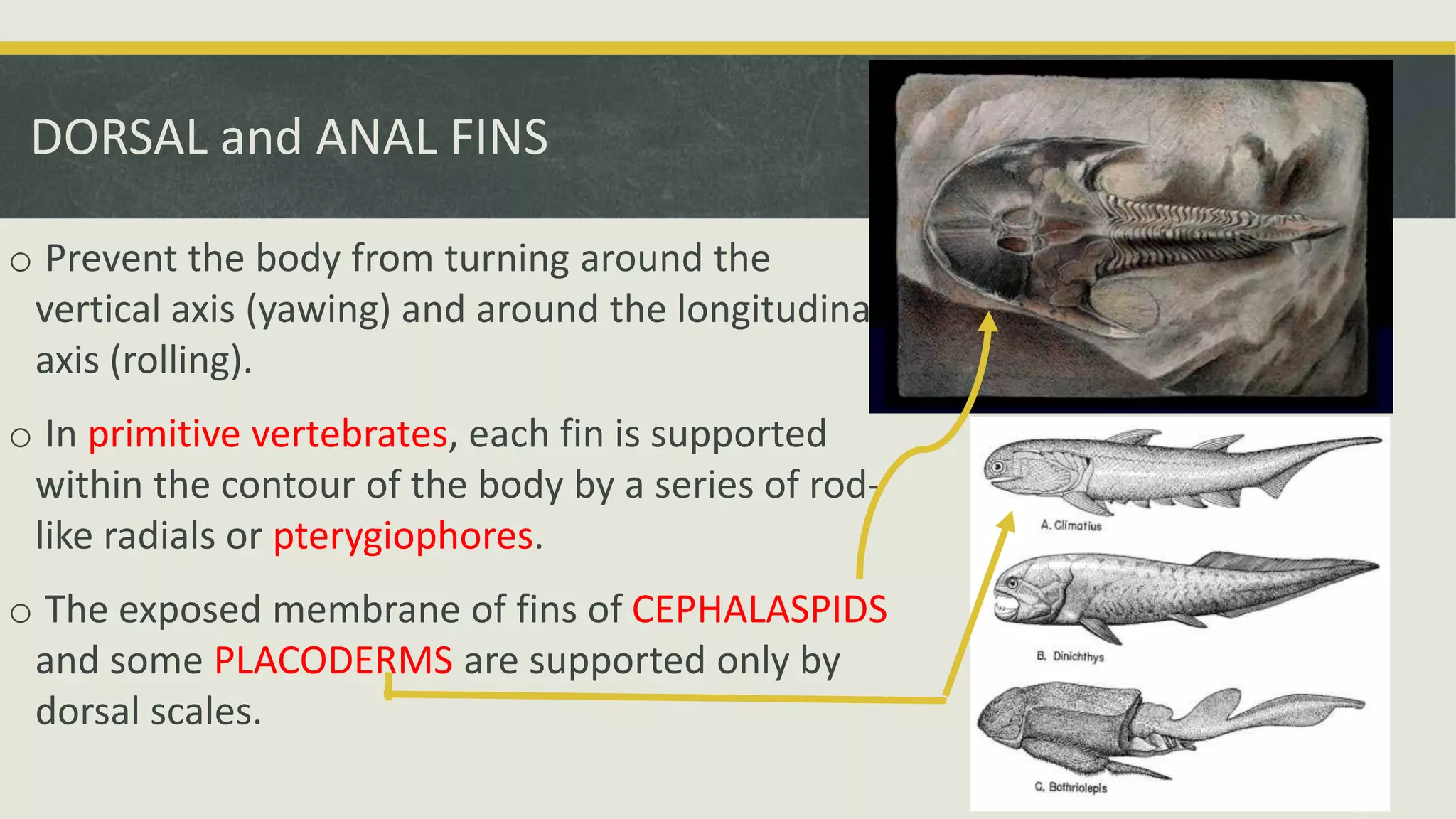 DORSAL and ANAL FINS
o Prevent the body from turning around the
vertical axis (yawing) and around the longitudinal
axis (rolling).
o In primitive vertebrates, each fin is supported
within the contour of the body by a series of rod-
like radials or pterygiophores.
o The exposed membrane of fins of CEPHALASPIDS
and some PLACODERMS are supported only by
dorsal scales.
 