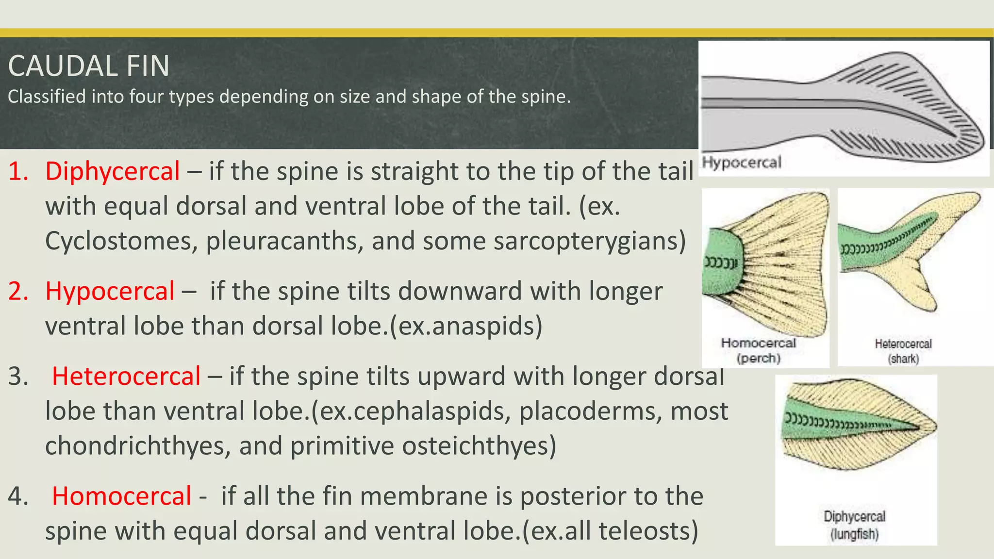 CAUDAL FIN
Classified into four types depending on size and shape of the spine.
1. Diphycercal – if the spine is straight to the tip of the tail
with equal dorsal and ventral lobe of the tail. (ex.
Cyclostomes, pleuracanths, and some sarcopterygians)
2. Hypocercal – if the spine tilts downward with longer
ventral lobe than dorsal lobe.(ex.anaspids)
3. Heterocercal – if the spine tilts upward with longer dorsal
lobe than ventral lobe.(ex.cephalaspids, placoderms, most
chondrichthyes, and primitive osteichthyes)
4. Homocercal - if all the fin membrane is posterior to the
spine with equal dorsal and ventral lobe.(ex.all teleosts)
 