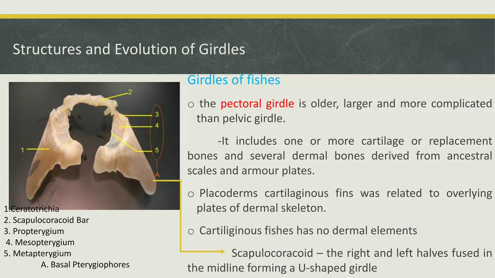 Structures and Evolution of Girdles
Girdles of fishes
o the pectoral girdle is older, larger and more complicated
than pelvic girdle.
-It includes one or more cartilage or replacement
bones and several dermal bones derived from ancestral
scales and armour plates.
o Placoderms cartilaginous fins was related to overlying
plates of dermal skeleton.
o Cartiliginous fishes has no dermal elements
Scapulocoracoid – the right and left halves fused in
the midline forming a U-shaped girdle
1.Ceratotrichia
2. Scapulocoracoid Bar
3. Propterygium
4. Mesopterygium
5. Metapterygium
A. Basal Pterygiophores
 