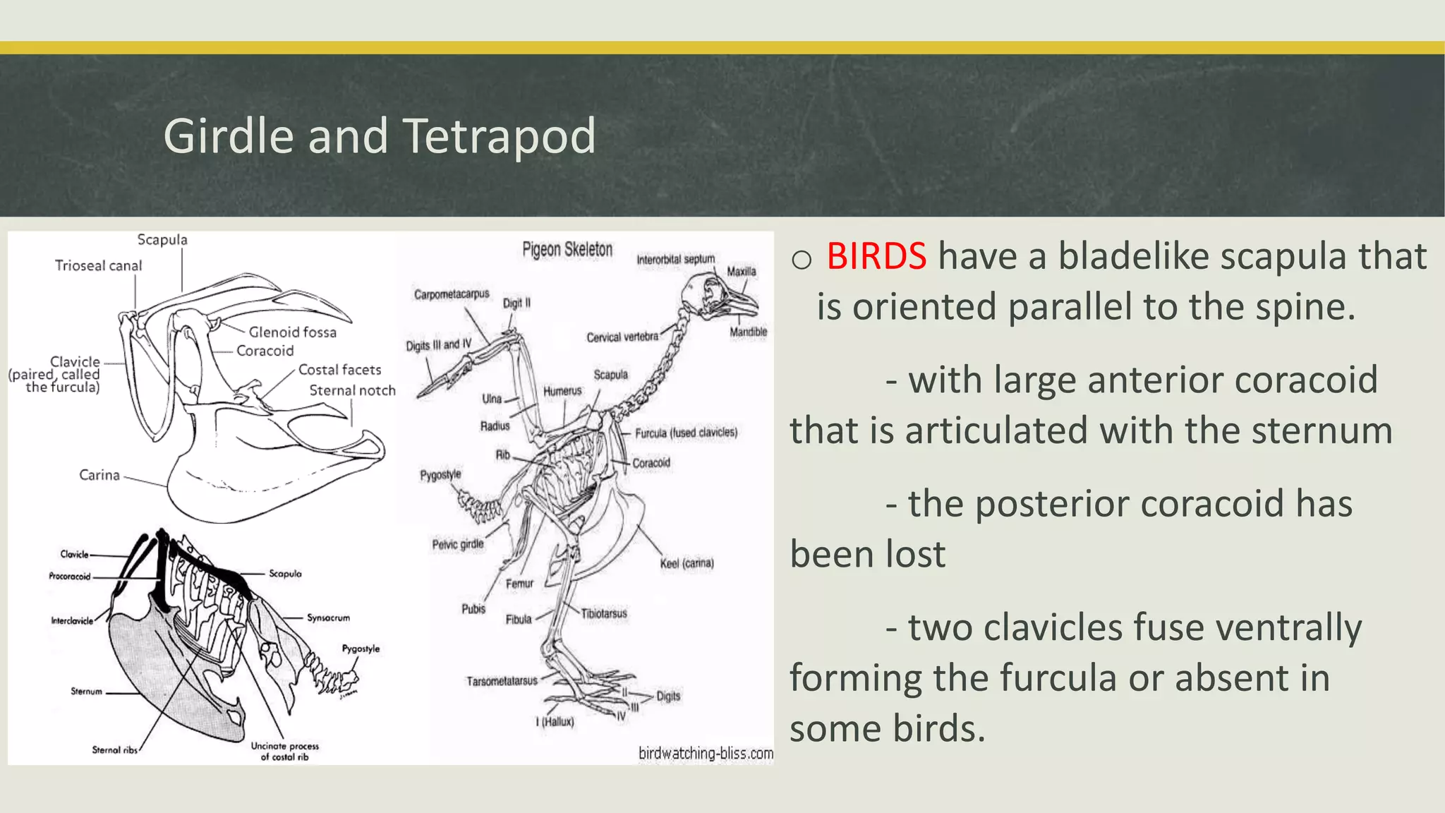 Girdle and Tetrapod
o BIRDS have a bladelike scapula that
is oriented parallel to the spine.
- with large anterior coracoid
that is articulated with the sternum
- the posterior coracoid has
been lost
- two clavicles fuse ventrally
forming the furcula or absent in
some birds.
 