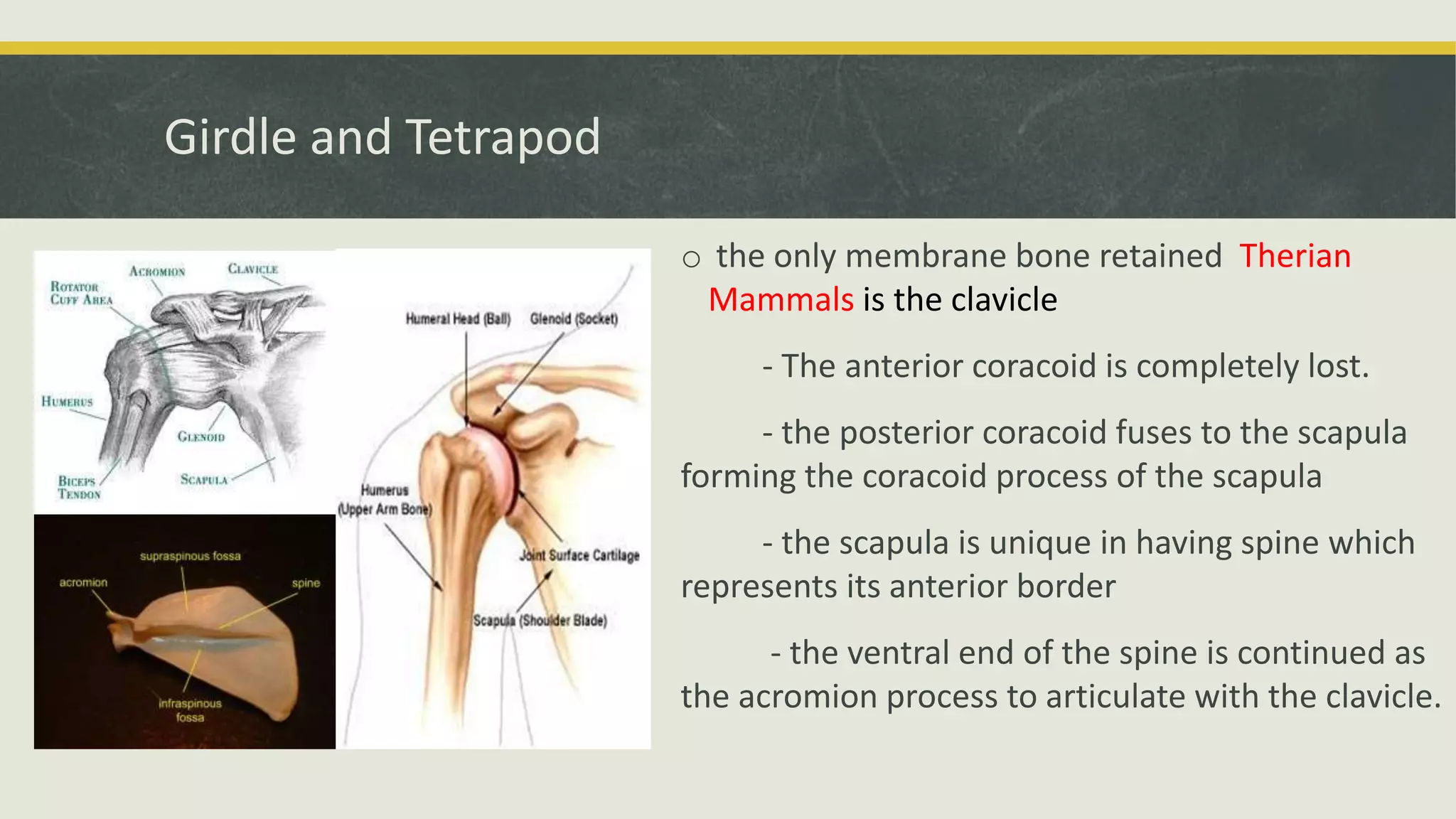 Girdle and Tetrapod
o the only membrane bone retained Therian
Mammals is the clavicle
- The anterior coracoid is completely lost.
- the posterior coracoid fuses to the scapula
forming the coracoid process of the scapula
- the scapula is unique in having spine which
represents its anterior border
- the ventral end of the spine is continued as
the acromion process to articulate with the clavicle.
 