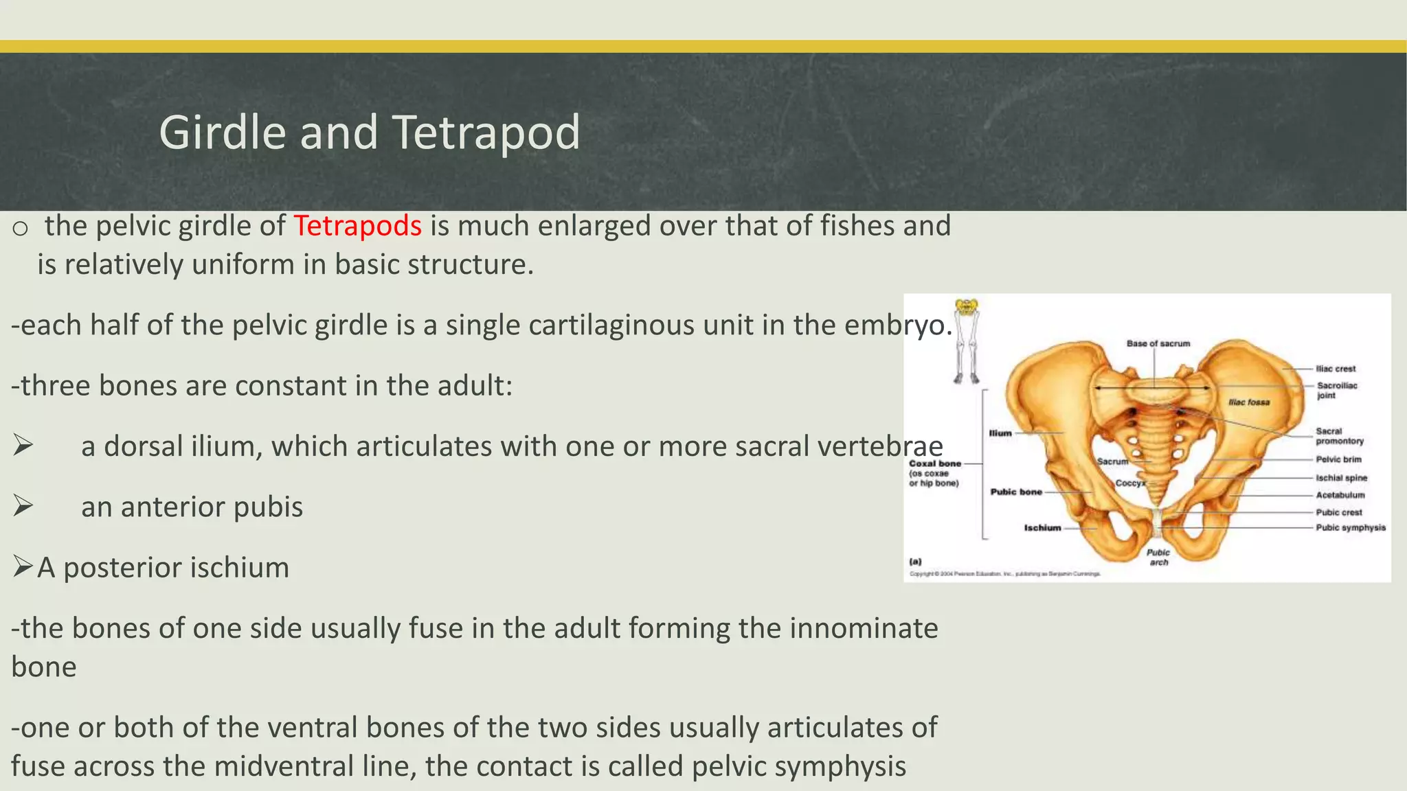 Girdle and Tetrapod
o the pelvic girdle of Tetrapods is much enlarged over that of fishes and
is relatively uniform in basic structure.
-each half of the pelvic girdle is a single cartilaginous unit in the embryo.
-three bones are constant in the adult:
 a dorsal ilium, which articulates with one or more sacral vertebrae
 an anterior pubis
A posterior ischium
-the bones of one side usually fuse in the adult forming the innominate
bone
-one or both of the ventral bones of the two sides usually articulates of
fuse across the midventral line, the contact is called pelvic symphysis
 