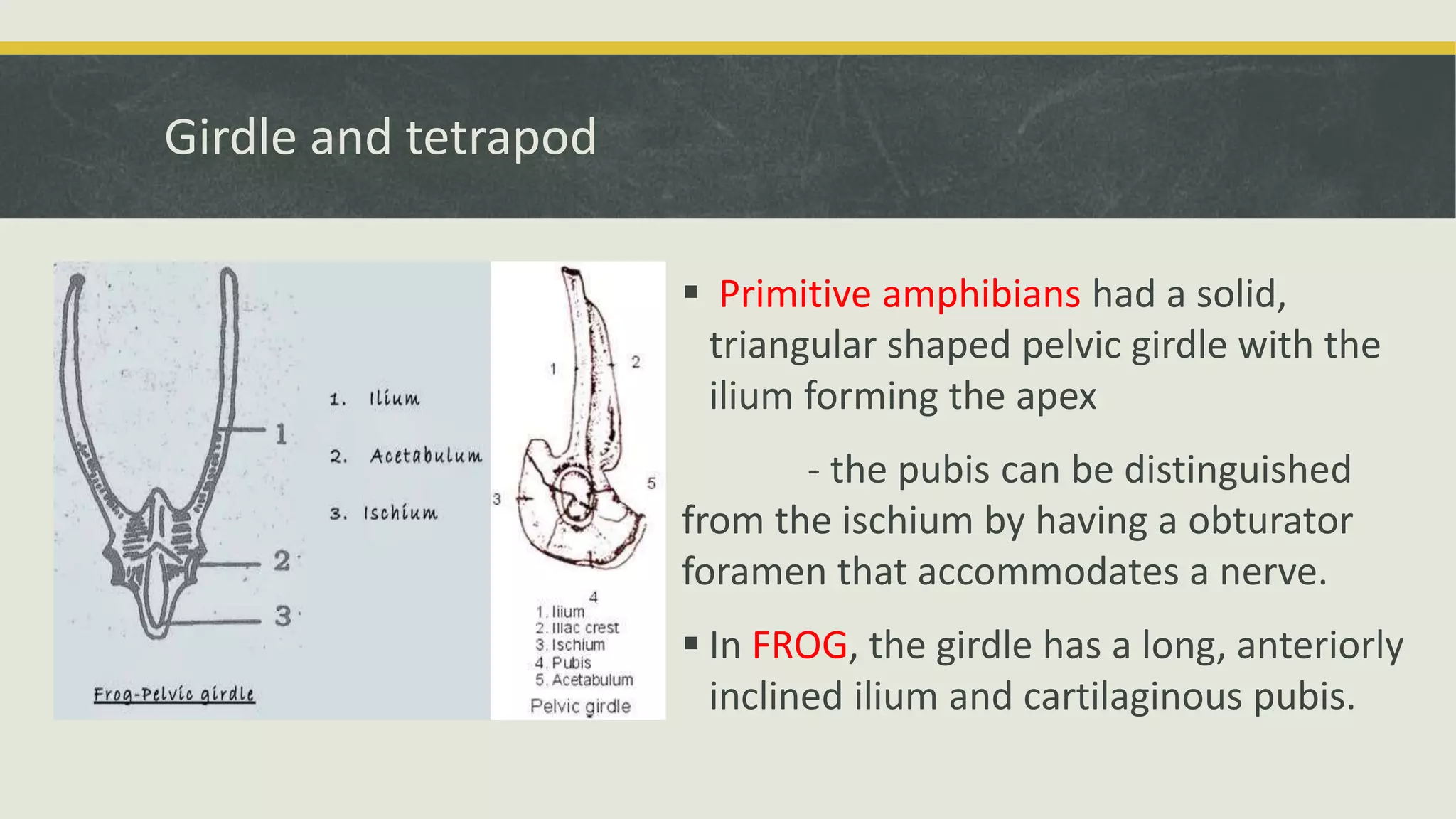 Girdle and tetrapod
 Primitive amphibians had a solid,
triangular shaped pelvic girdle with the
ilium forming the apex
- the pubis can be distinguished
from the ischium by having a obturator
foramen that accommodates a nerve.
 In FROG, the girdle has a long, anteriorly
inclined ilium and cartilaginous pubis.
 