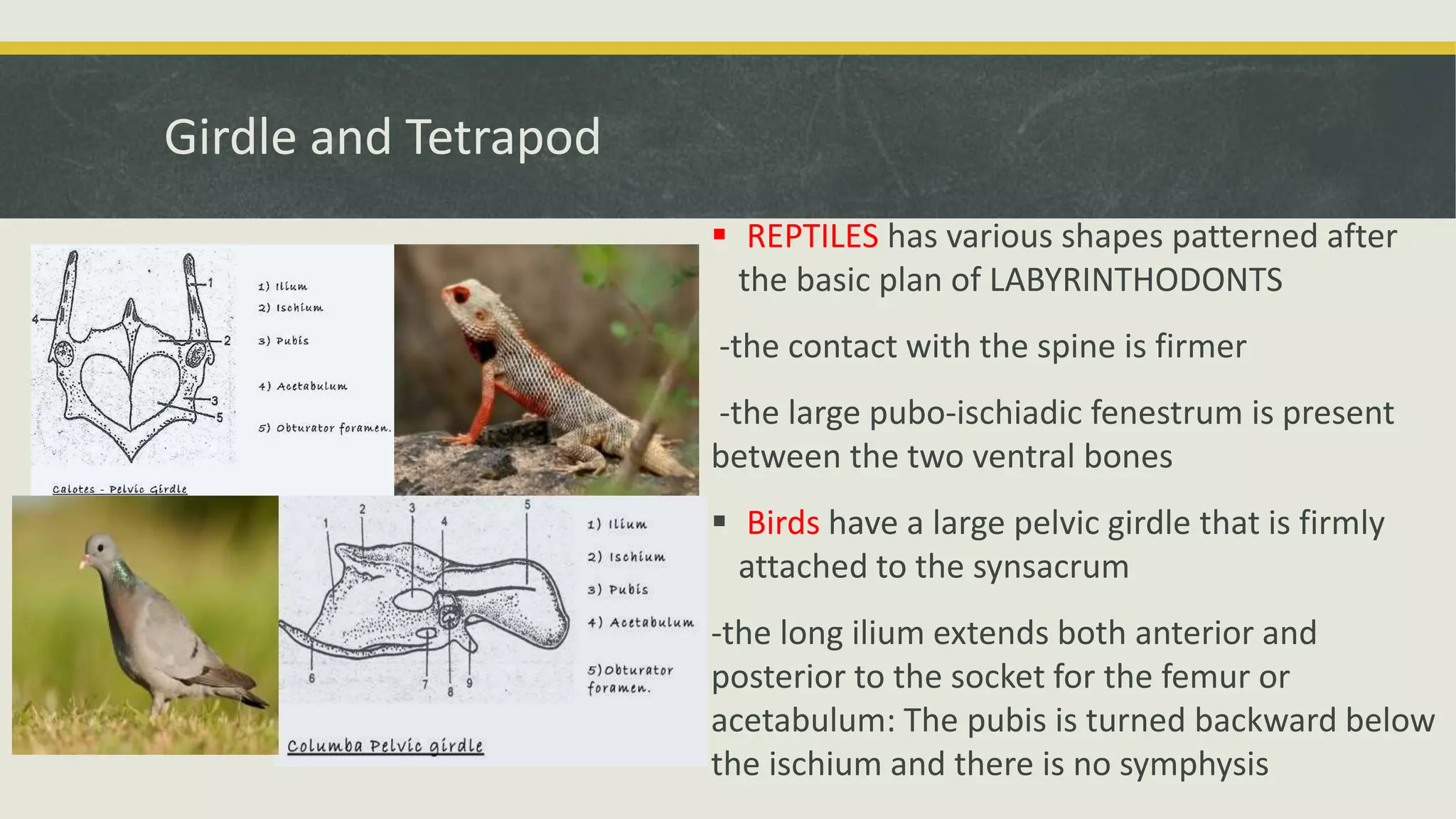 Girdle and Tetrapod
 REPTILES has various shapes patterned after
the basic plan of LABYRINTHODONTS
-the contact with the spine is firmer
-the large pubo-ischiadic fenestrum is present
between the two ventral bones
 Birds have a large pelvic girdle that is firmly
attached to the synsacrum
-the long ilium extends both anterior and
posterior to the socket for the femur or
acetabulum: The pubis is turned backward below
the ischium and there is no symphysis
 
