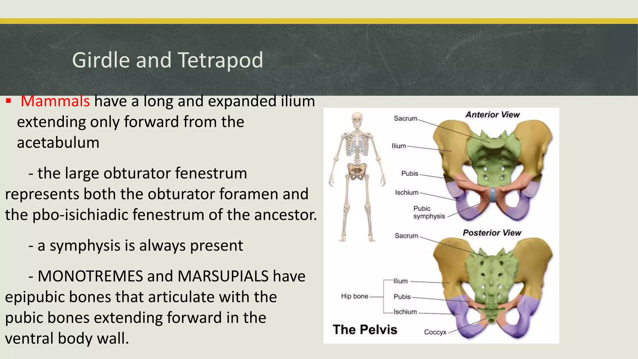 Girdle and Tetrapod
 Mammals have a long and expanded ilium
extending only forward from the
acetabulum
- the large obturator fenestrum
represents both the obturator foramen and
the pbo-isichiadic fenestrum of the ancestor.
- a symphysis is always present
- MONOTREMES and MARSUPIALS have
epipubic bones that articulate with the
pubic bones extending forward in the
ventral body wall.
 