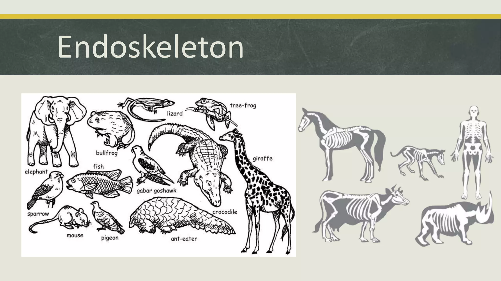 Endoskeleton
 
