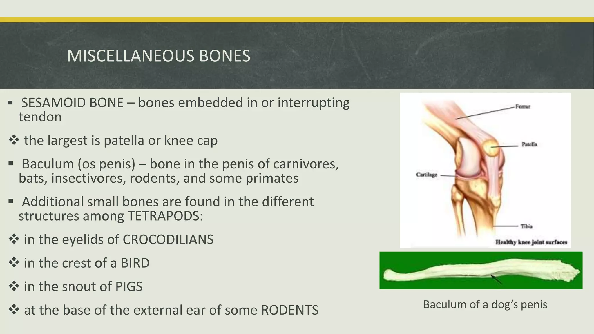 MISCELLANEOUS BONES
 SESAMOID BONE – bones embedded in or interrupting
tendon
 the largest is patella or knee cap
 Baculum (os penis) – bone in the penis of carnivores,
bats, insectivores, rodents, and some primates
 Additional small bones are found in the different
structures among TETRAPODS:
 in the eyelids of CROCODILIANS
 in the crest of a BIRD
 in the snout of PIGS
 at the base of the external ear of some RODENTS Baculum of a dog’s penis
 