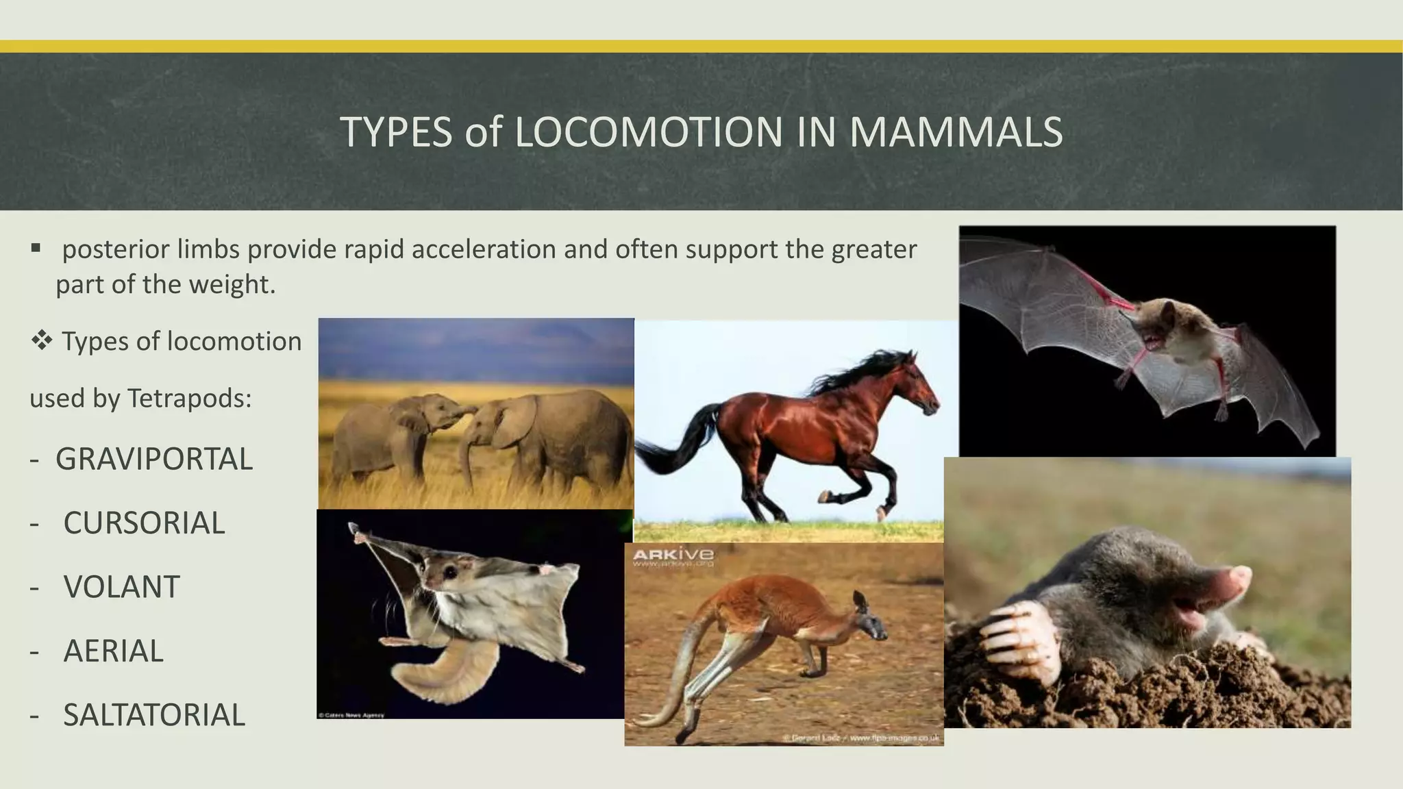 TYPES of LOCOMOTION IN MAMMALS
 posterior limbs provide rapid acceleration and often support the greater
part of the weight.
 Types of locomotion
used by Tetrapods:
- GRAVIPORTAL
- CURSORIAL
- VOLANT
- AERIAL
- SALTATORIAL
 
