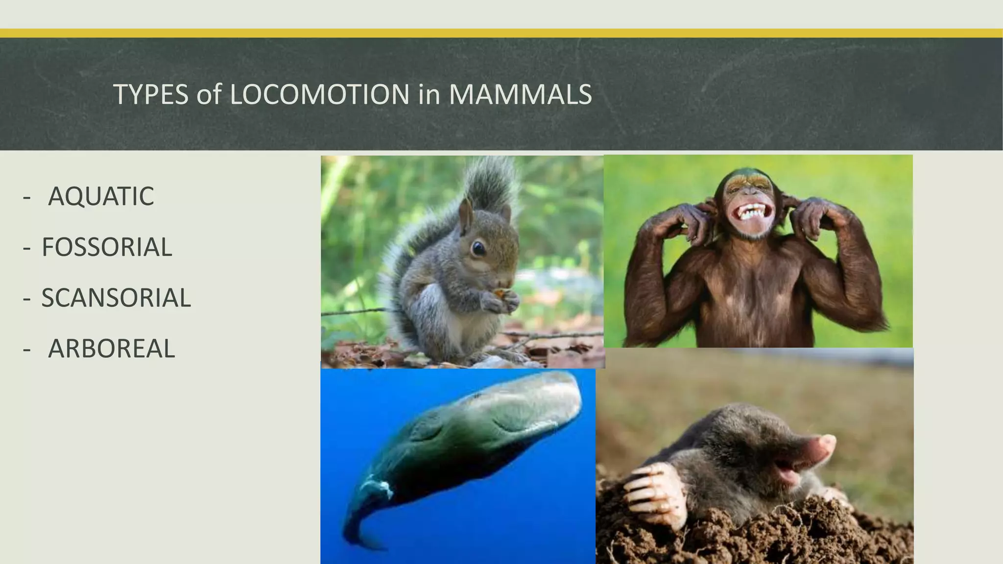 TYPES of LOCOMOTION in MAMMALS
- AQUATIC
- FOSSORIAL
- SCANSORIAL
- ARBOREAL
 