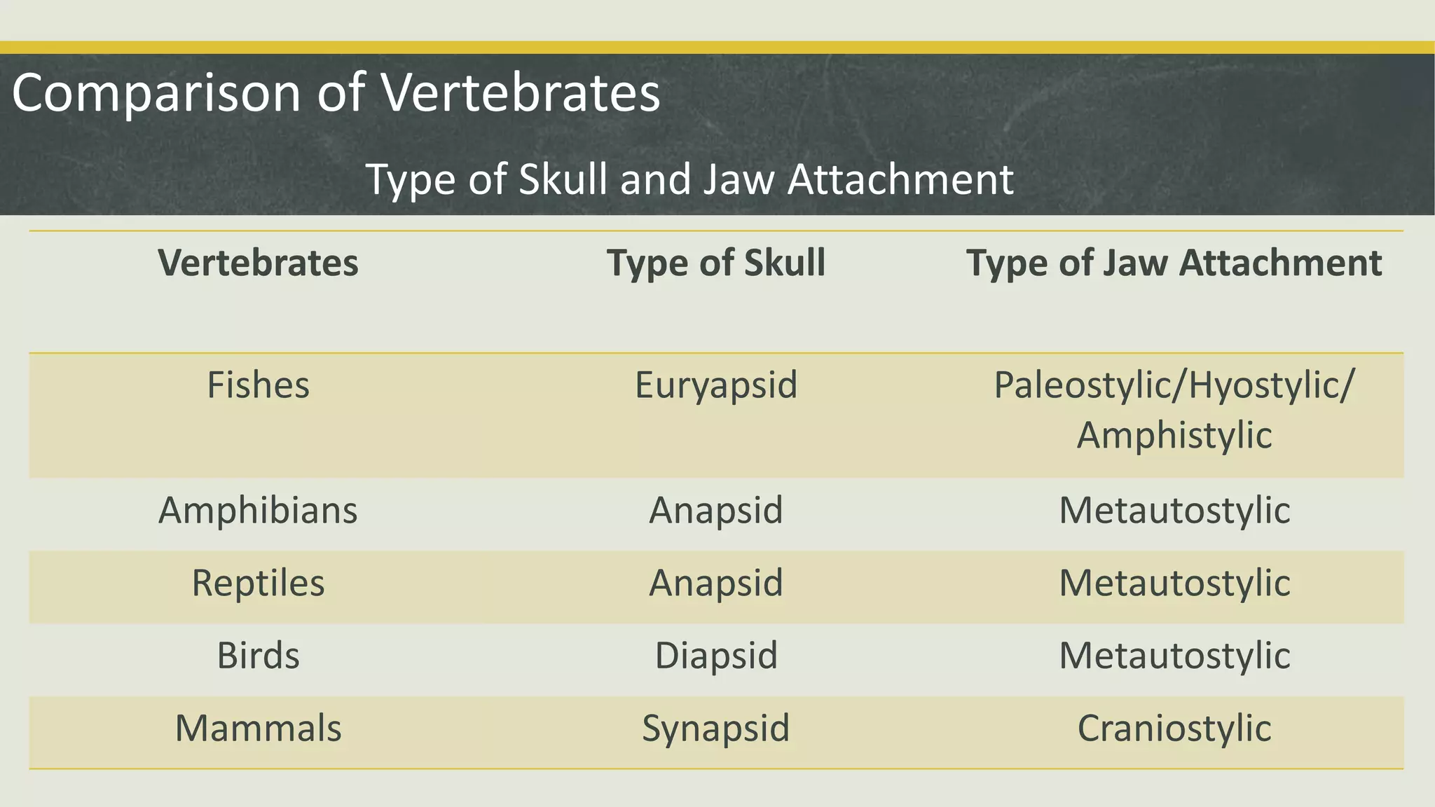Comparison of Vertebrates
Vertebrates Type of Skull Type of Jaw Attachment
Fishes Euryapsid Paleostylic/Hyostylic/
Amphistylic
Amphibians Anapsid Metautostylic
Reptiles Anapsid Metautostylic
Birds Diapsid Metautostylic
Mammals Synapsid Craniostylic
Type of Skull and Jaw Attachment
 