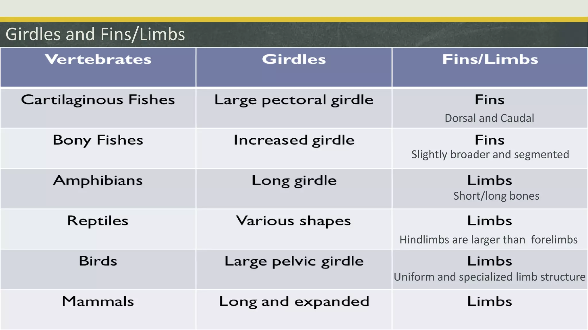 Girdles and Fins/Limbs
Dorsal and Caudal
Short/long bones
Hindlimbs are larger than forelimbs
Slightly broader and segmented
Uniform and specialized limb structure
 