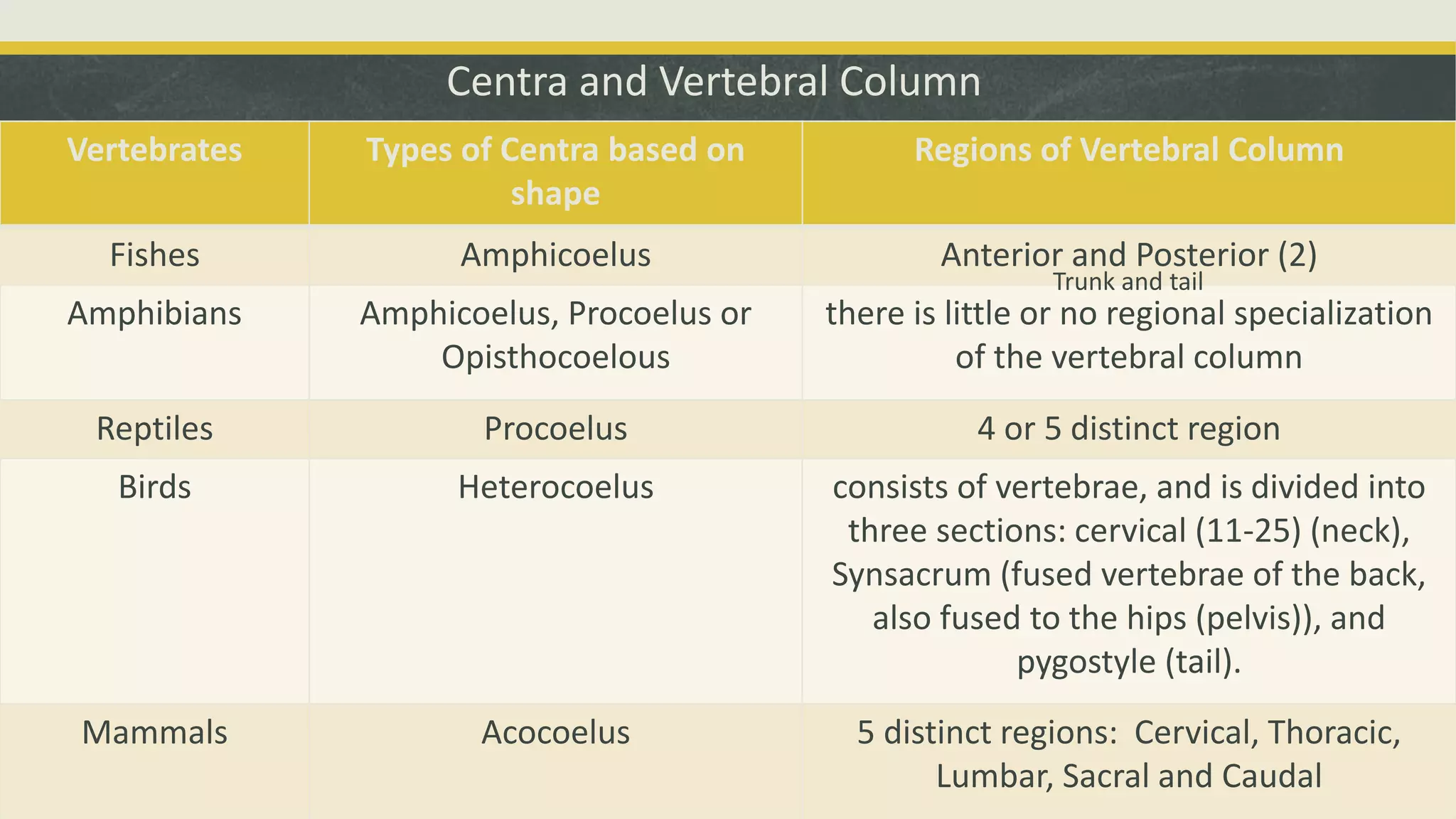 Centra and Vertebral Column
Vertebrates Types of Centra based on
shape
Regions of Vertebral Column
Fishes Amphicoelus Anterior and Posterior (2)
Amphibians Amphicoelus, Procoelus or
Opisthocoelous
there is little or no regional specialization
of the vertebral column
Reptiles Procoelus 4 or 5 distinct region
Birds Heterocoelus consists of vertebrae, and is divided into
three sections: cervical (11-25) (neck),
Synsacrum (fused vertebrae of the back,
also fused to the hips (pelvis)), and
pygostyle (tail).
Mammals Acocoelus 5 distinct regions: Cervical, Thoracic,
Lumbar, Sacral and Caudal
Trunk and tail
 