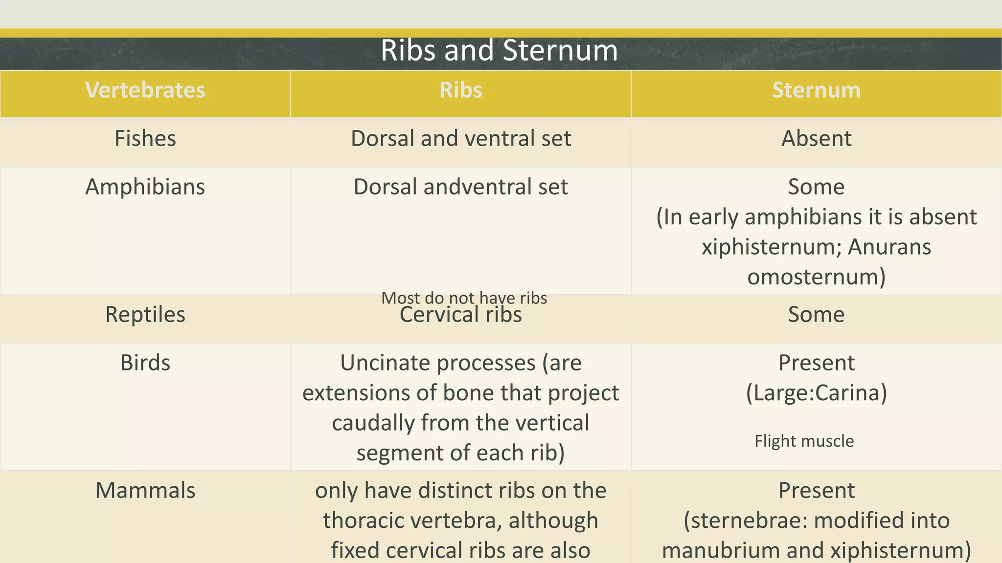 Ribs and Sternum
Vertebrates Ribs Sternum
Fishes Dorsal and ventral set Absent
Amphibians Dorsal andventral set Some
(In early amphibians it is absent
xiphisternum; Anurans
omosternum)
Reptiles Cervical ribs Some
Birds Uncinate processes (are
extensions of bone that project
caudally from the vertical
segment of each rib)
Present
(Large:Carina)
Mammals only have distinct ribs on the
thoracic vertebra, although
fixed cervical ribs are also
Present
(sternebrae: modified into
manubrium and xiphisternum)
Most do not have ribs
Flight muscle
 