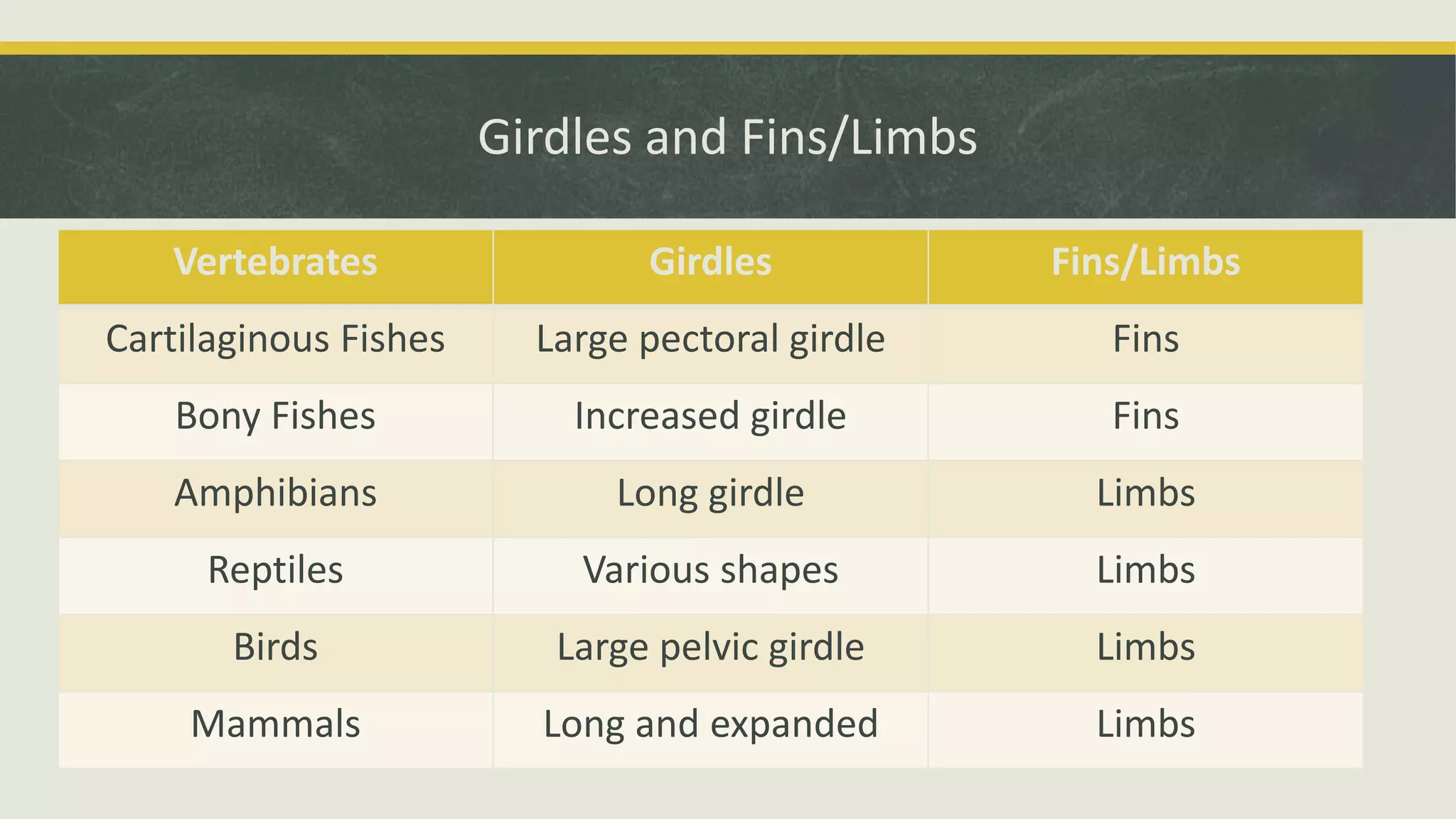 Girdles and Fins/Limbs
Vertebrates Girdles Fins/Limbs
Cartilaginous Fishes Large pectoral girdle Fins
Bony Fishes Increased girdle Fins
Amphibians Long girdle Limbs
Reptiles Various shapes Limbs
Birds Large pelvic girdle Limbs
Mammals Long and expanded Limbs
 