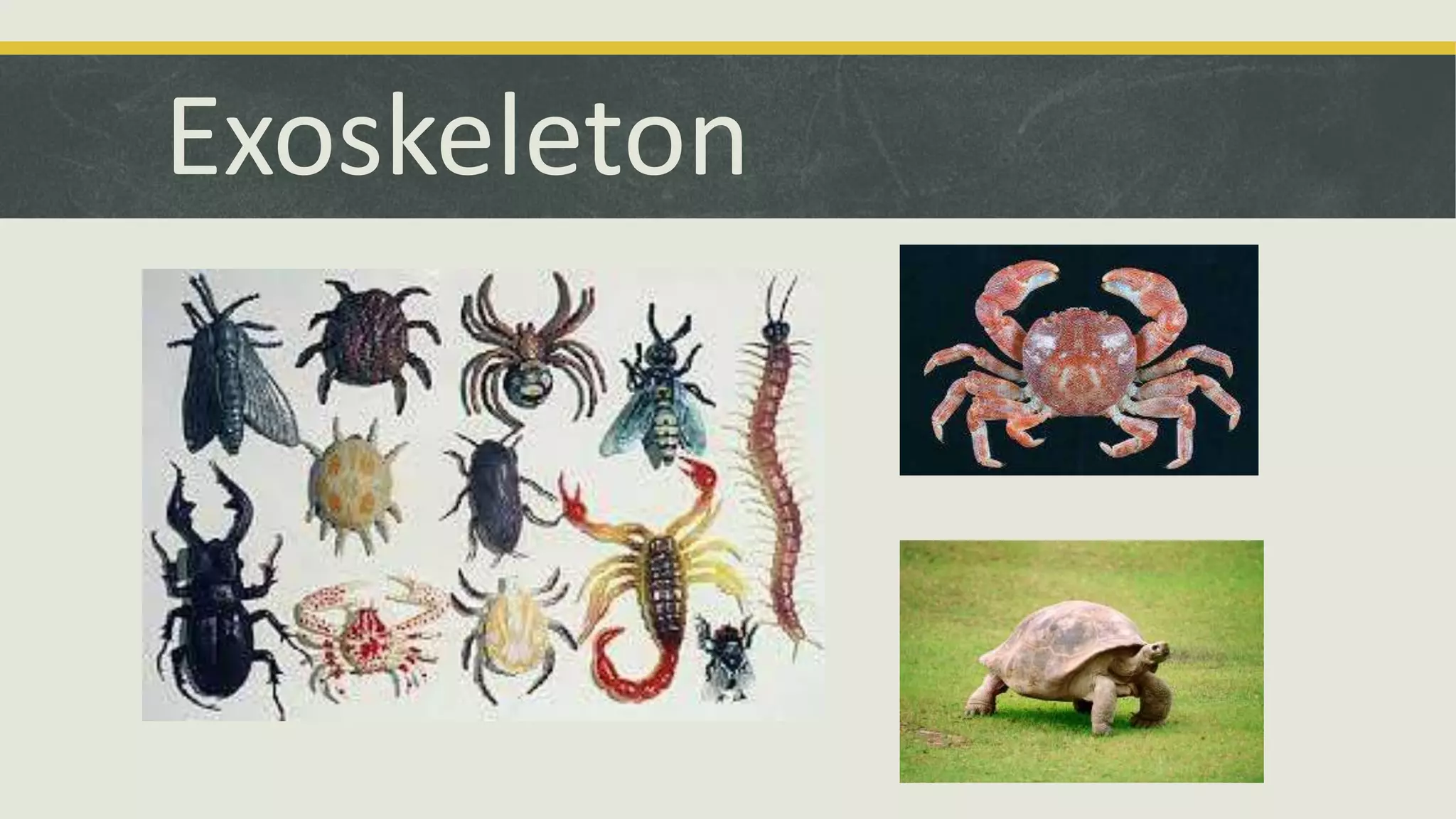 Exoskeleton
 