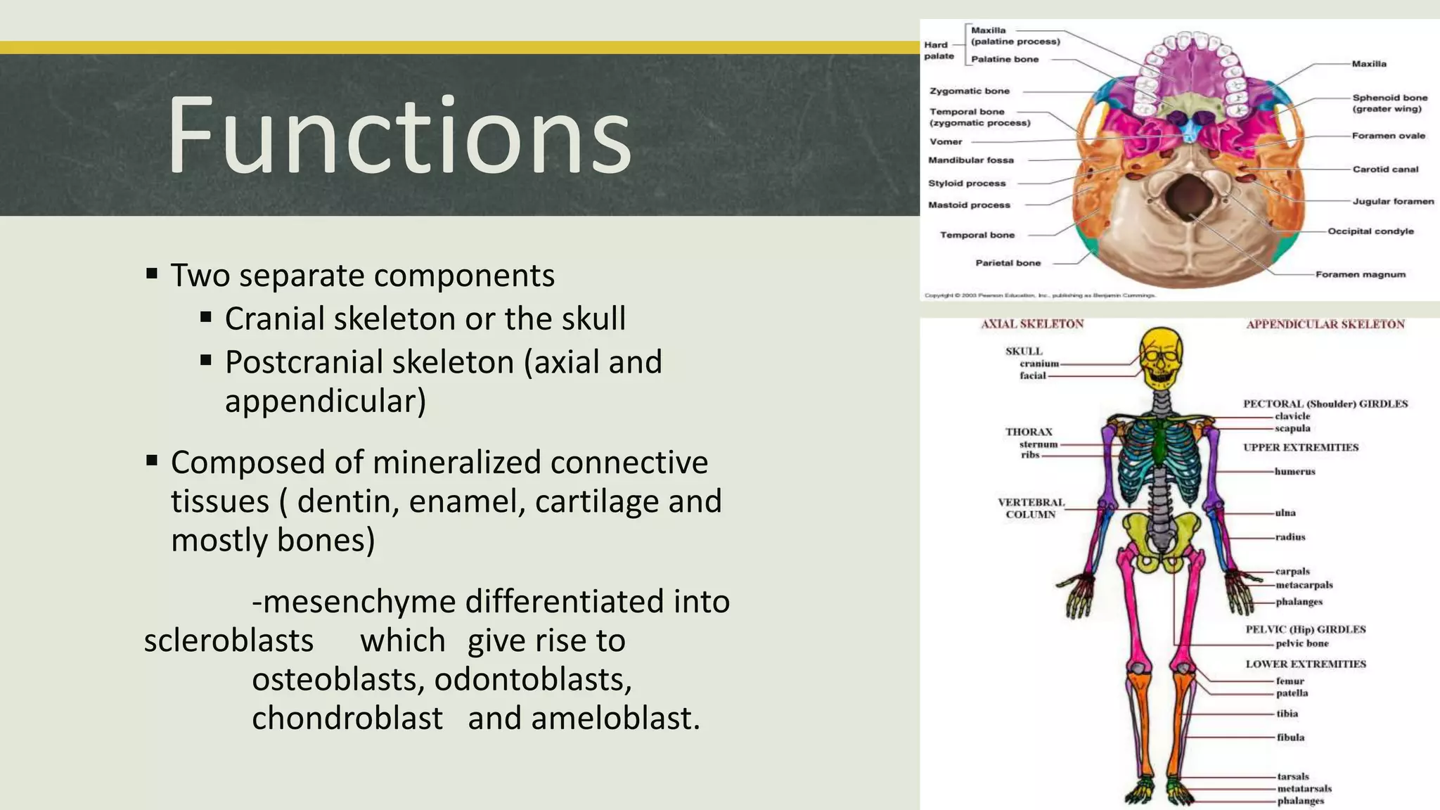 Functions
 Two separate components
 Cranial skeleton or the skull
 Postcranial skeleton (axial and
appendicular)
 Composed of mineralized connective
tissues ( dentin, enamel, cartilage and
mostly bones)
-mesenchyme differentiated into
scleroblasts which give rise to
osteoblasts, odontoblasts,
chondroblast and ameloblast.
 