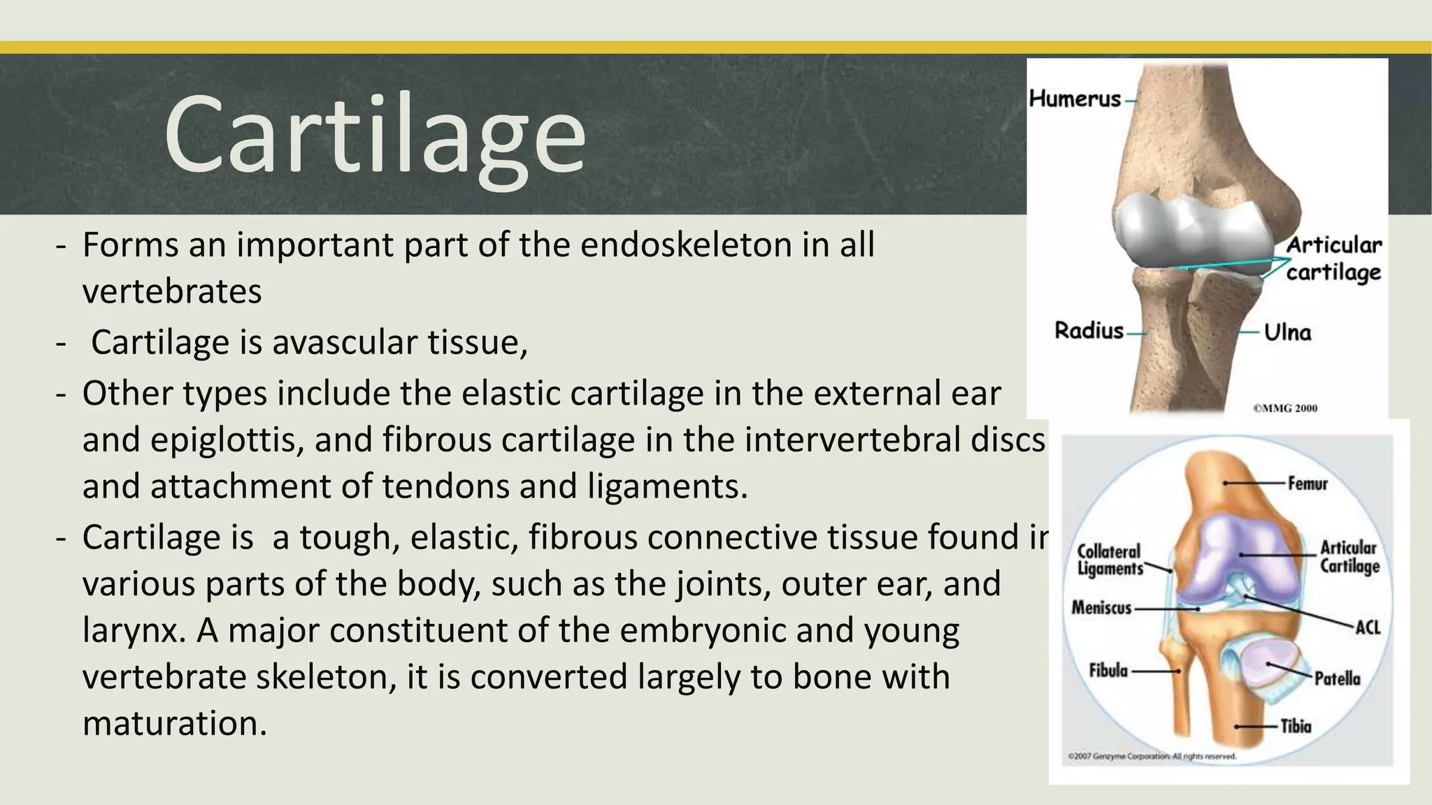 Cartilage
- Forms an important part of the endoskeleton in all
vertebrates
- Cartilage is avascular tissue,
- Other types include the elastic cartilage in the external ear
and epiglottis, and fibrous cartilage in the intervertebral discs
and attachment of tendons and ligaments.
- Cartilage is a tough, elastic, fibrous connective tissue found in
various parts of the body, such as the joints, outer ear, and
larynx. A major constituent of the embryonic and young
vertebrate skeleton, it is converted largely to bone with
maturation.
 