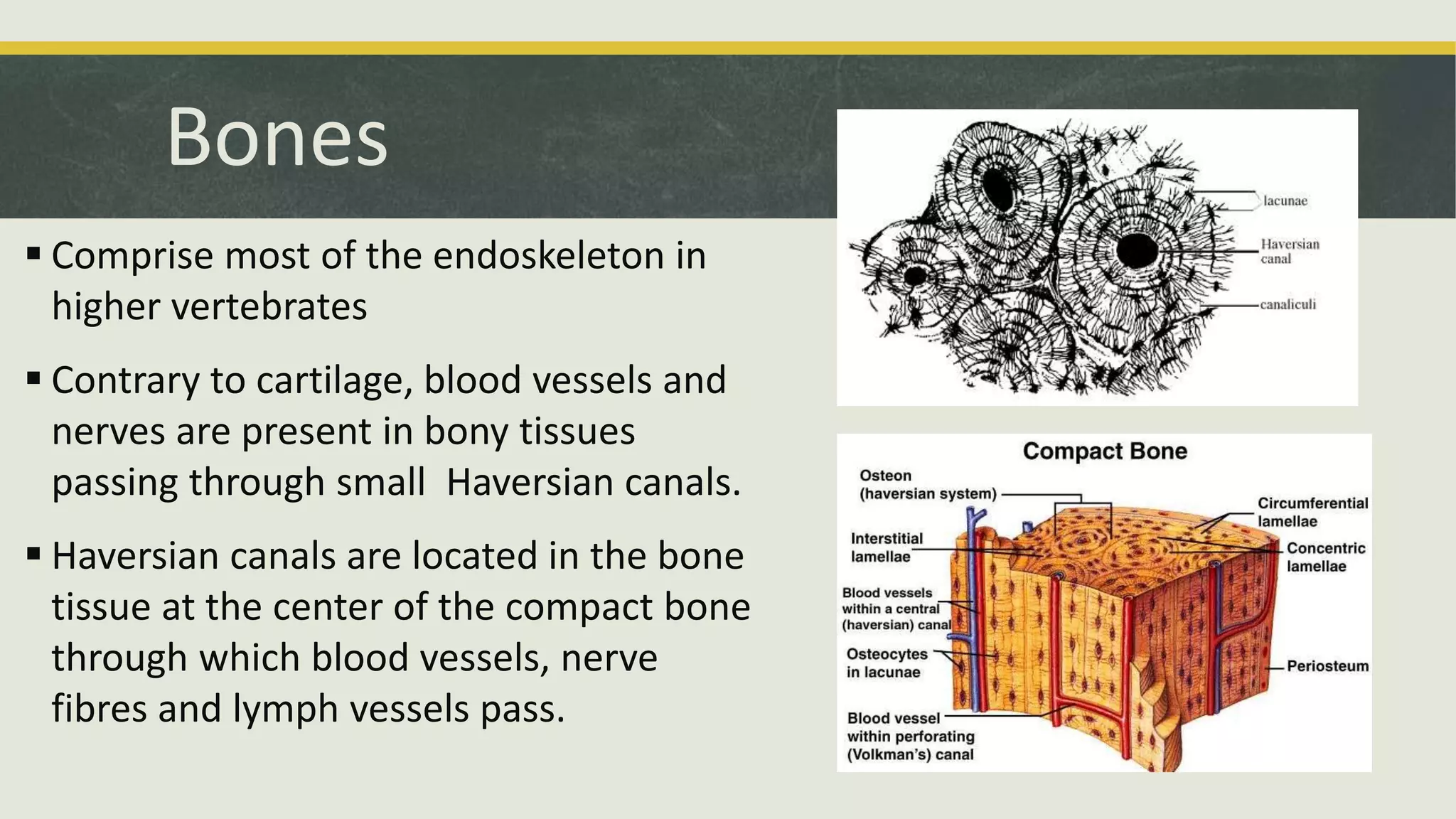 Bones
 Comprise most of the endoskeleton in
higher vertebrates
 Contrary to cartilage, blood vessels and
nerves are present in bony tissues
passing through small Haversian canals.
 Haversian canals are located in the bone
tissue at the center of the compact bone
through which blood vessels, nerve
fibres and lymph vessels pass.
 