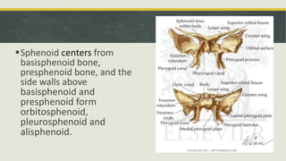 Comparative Anatomy - Skeletal System | PPTX
