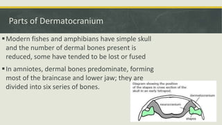 Dermocranium Fish Comparative Anatomy - Skeletal System | PPTX
