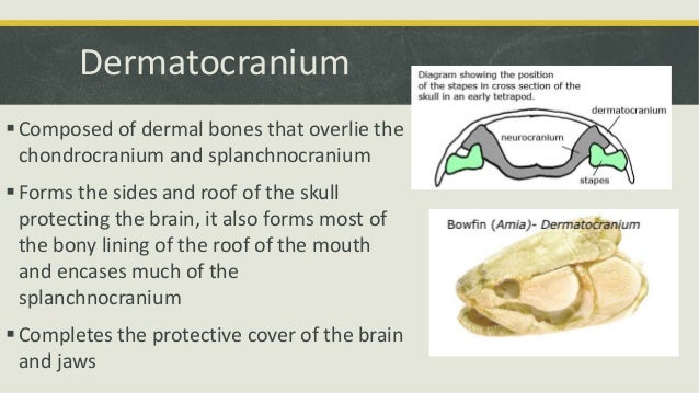 Comparative Anatomy - Skeletal System