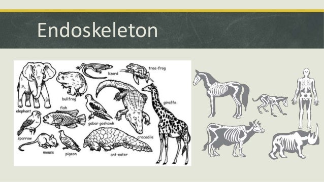 Comparative Anatomy - Skeletal System