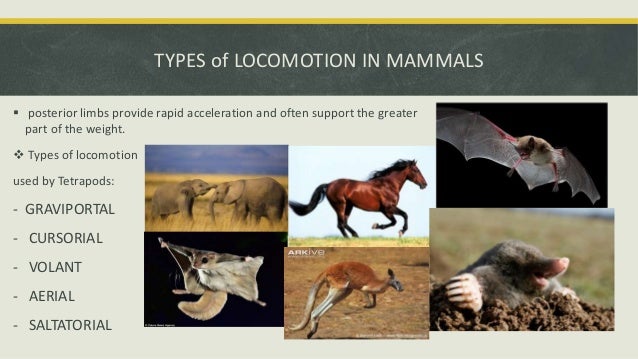 Fossorial animals information
