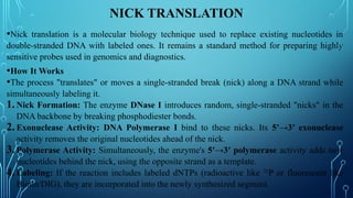 Nick Projection Process Advanced Techniques and Applications in Genomic Probes and DNA Labeling ...